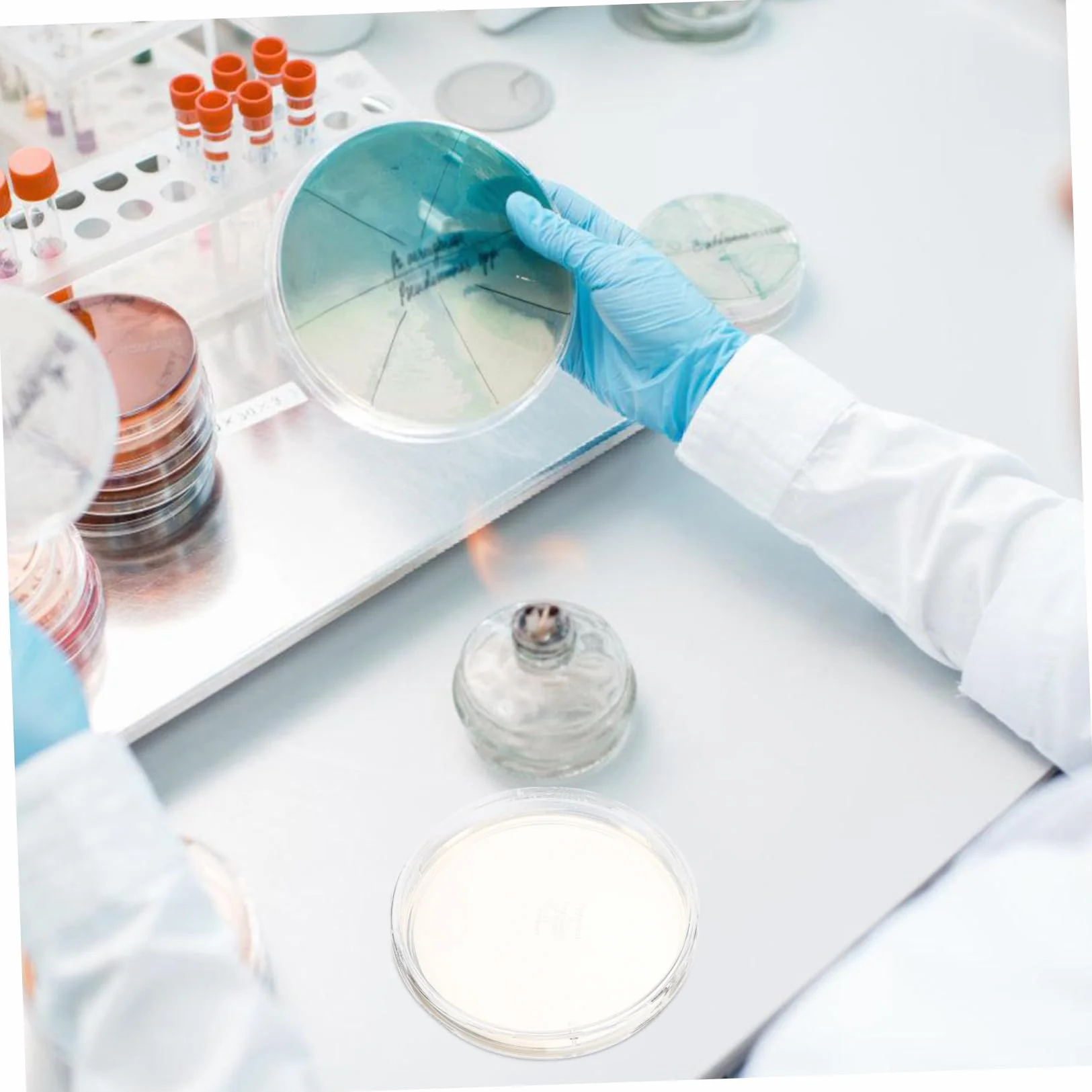 10kawałki Sztuk Płatków Agarowych Do Laboratorium Wstępnie Nalane Talerze Petriego Do Projektów Naukowych Badania Bakterii i Analiz Laboratoryjnych