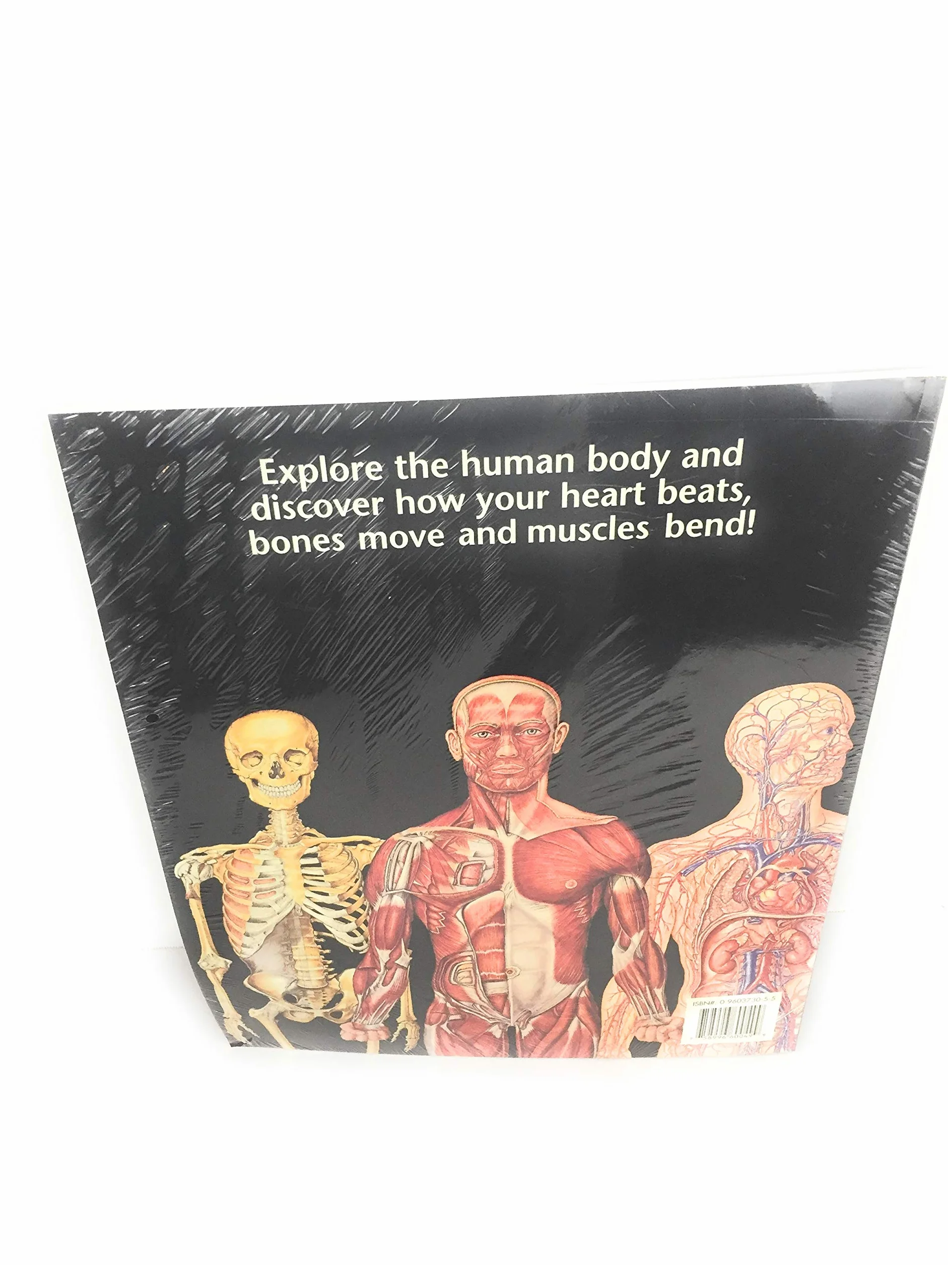 Anatomical Charts