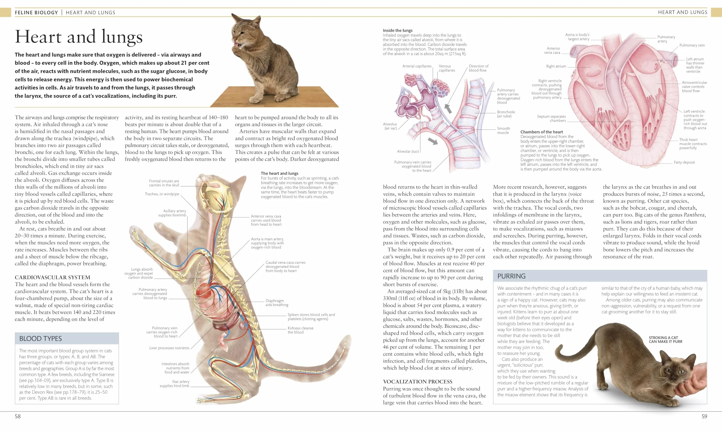 The Cat Encyclopedia: The Definitive Visual Guide
