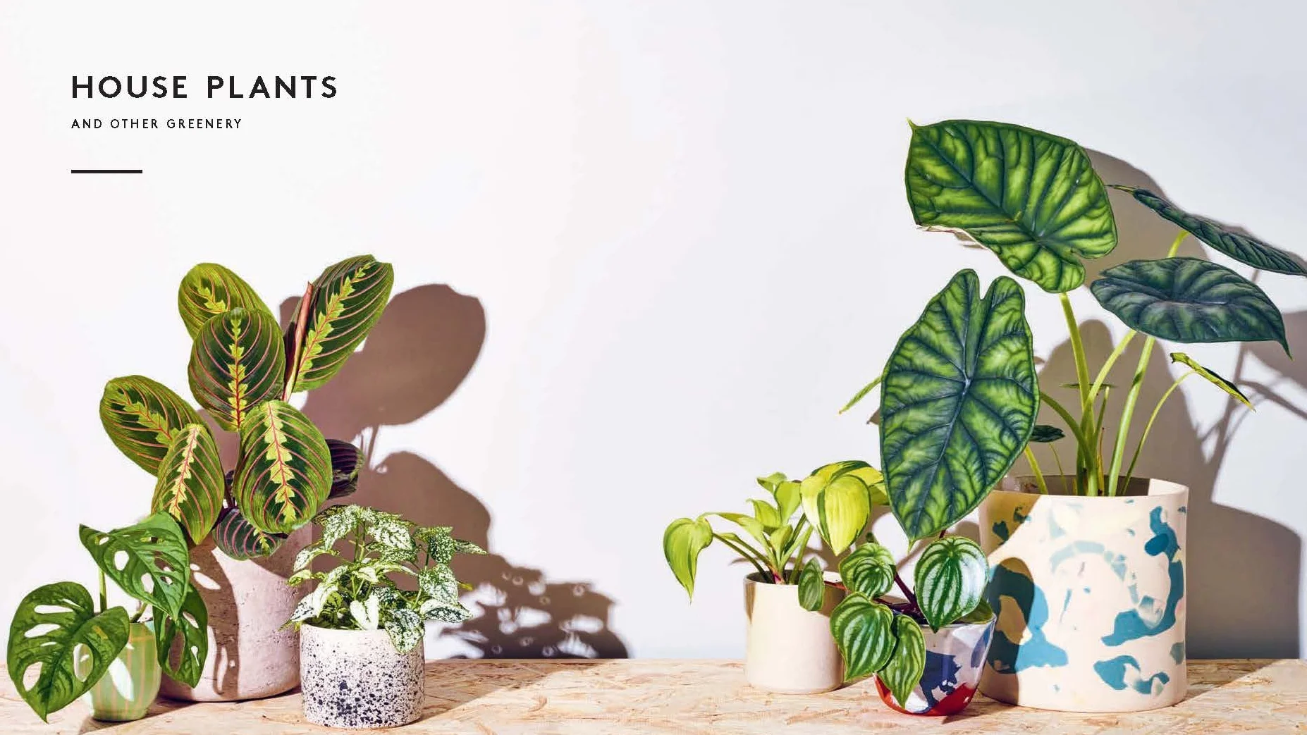 Little Book of House Plants and Other Greenery