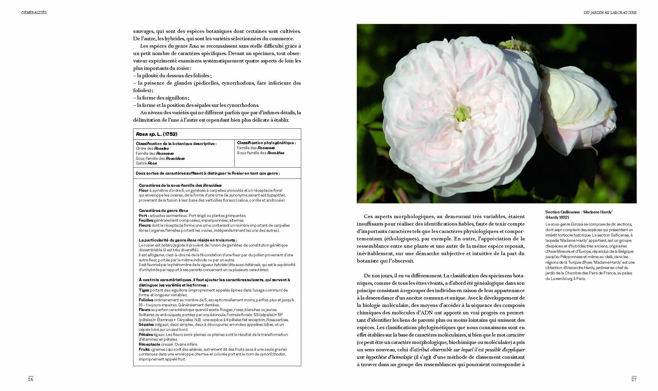 Les roses des jardins d'aujourd'hui