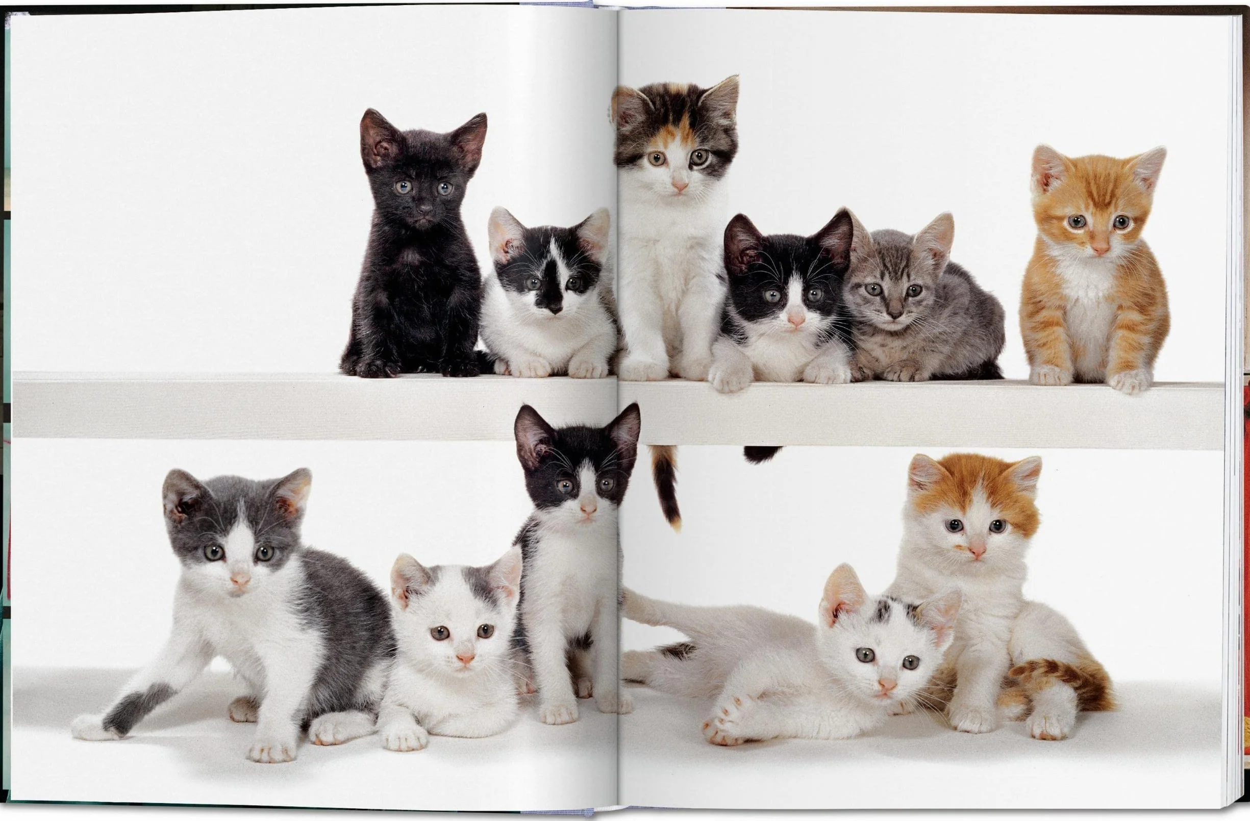 Cats Photographs 1942-2018