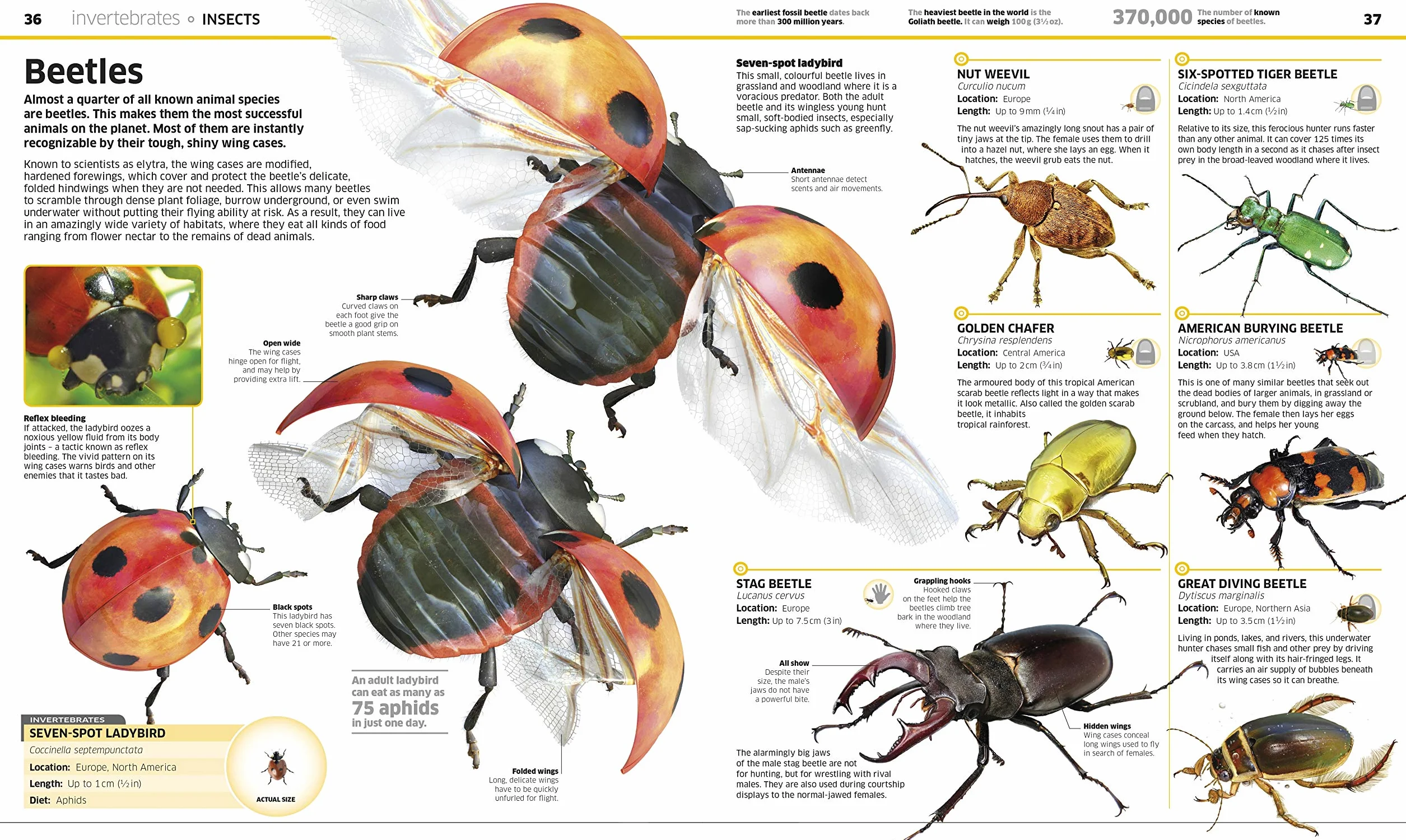 Knowledge Encyclopedia Animal!: The Animal Kingdom as you've Never Seen it Before