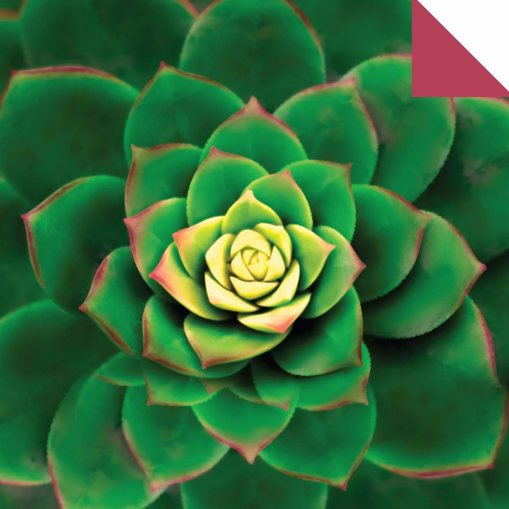 Origami Paper 500 Sheets Succulents 6 (15 CM): Tuttle Origami Paper: Double-Sided Origami Sheets with 12 Different Photographs (Instructions for 6 Projects Included)