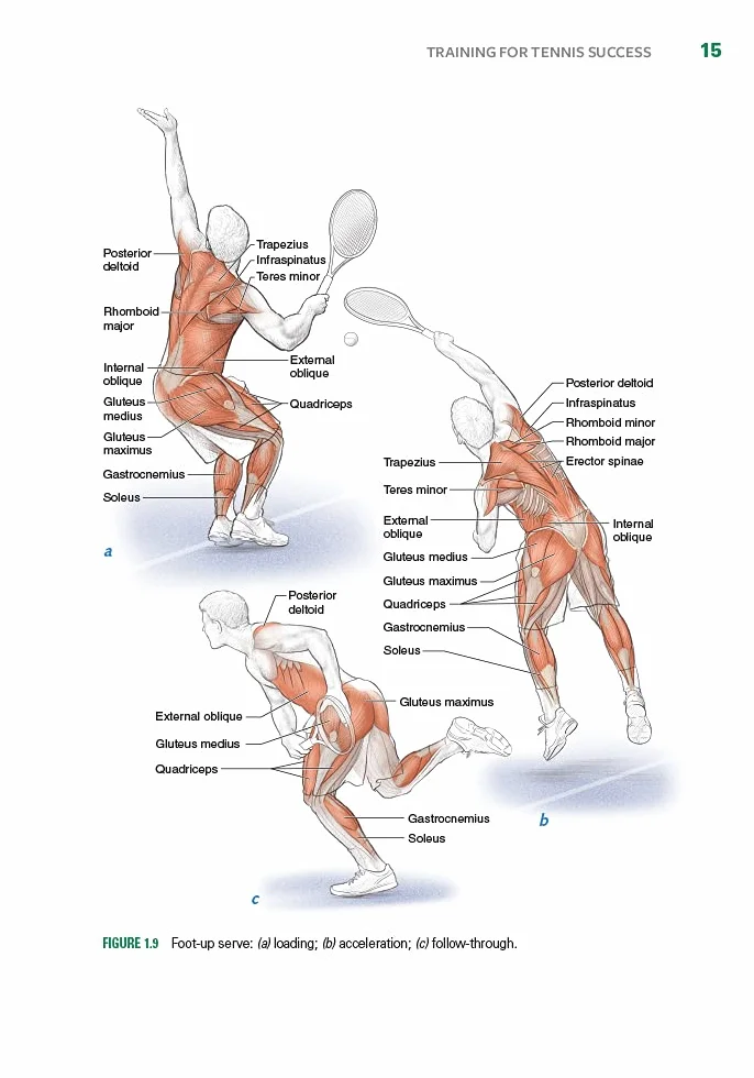 Tennis Anatomy