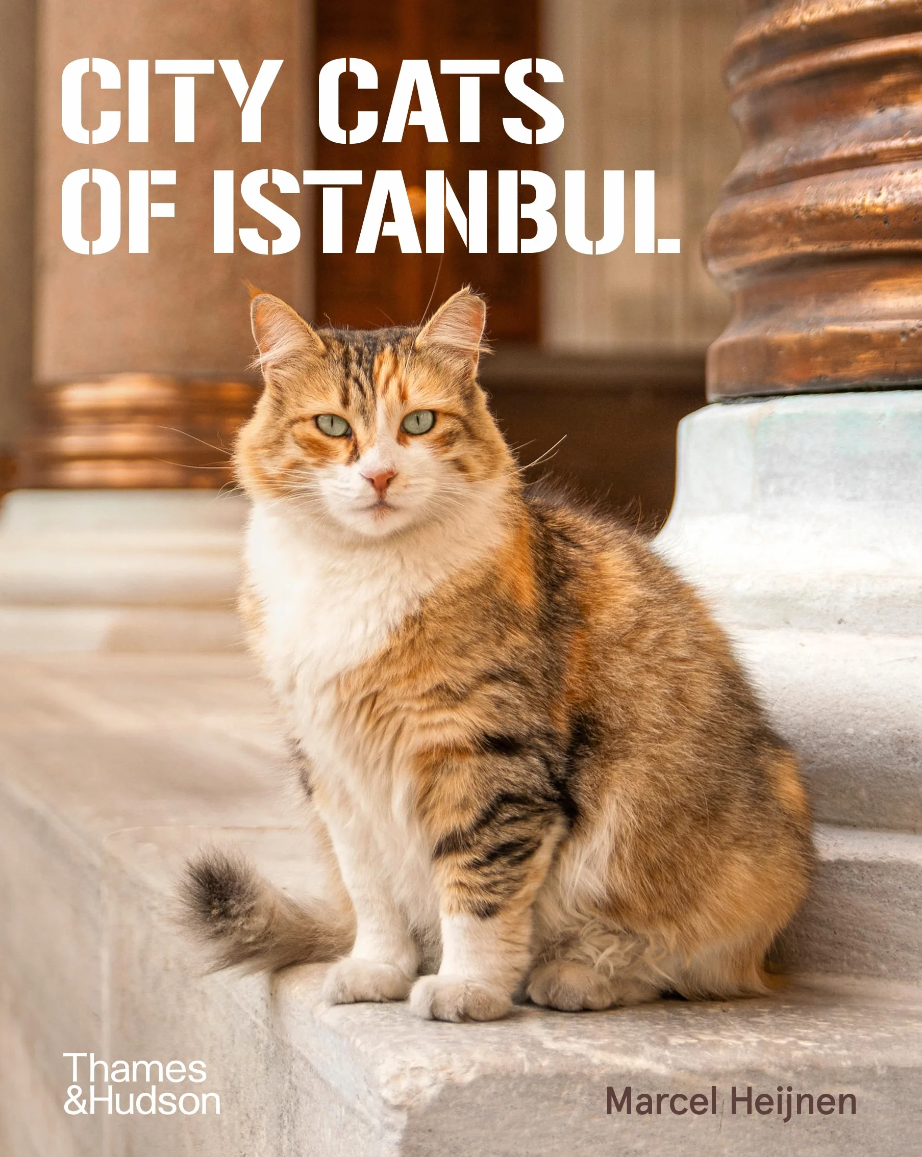 City Cats of Istanbul /anglais
