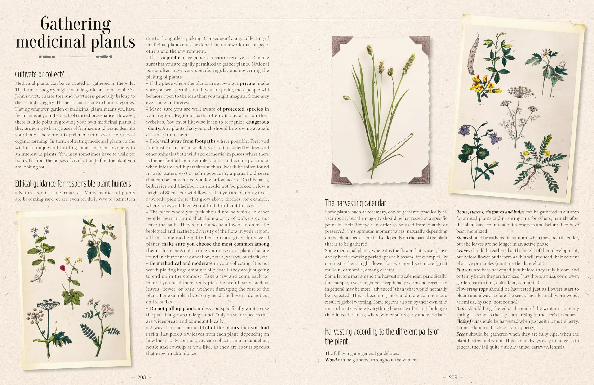 100 Plants That Heal: The Illustrated Herbarium of Medicinal Plants