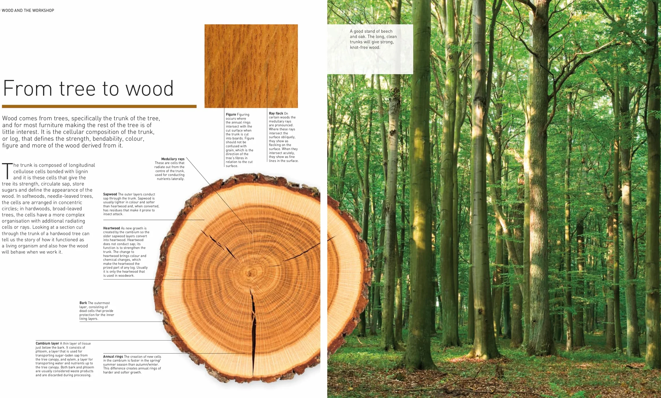 Complete Guide to Woodworking: All the Essential Techniques and Skills You Need