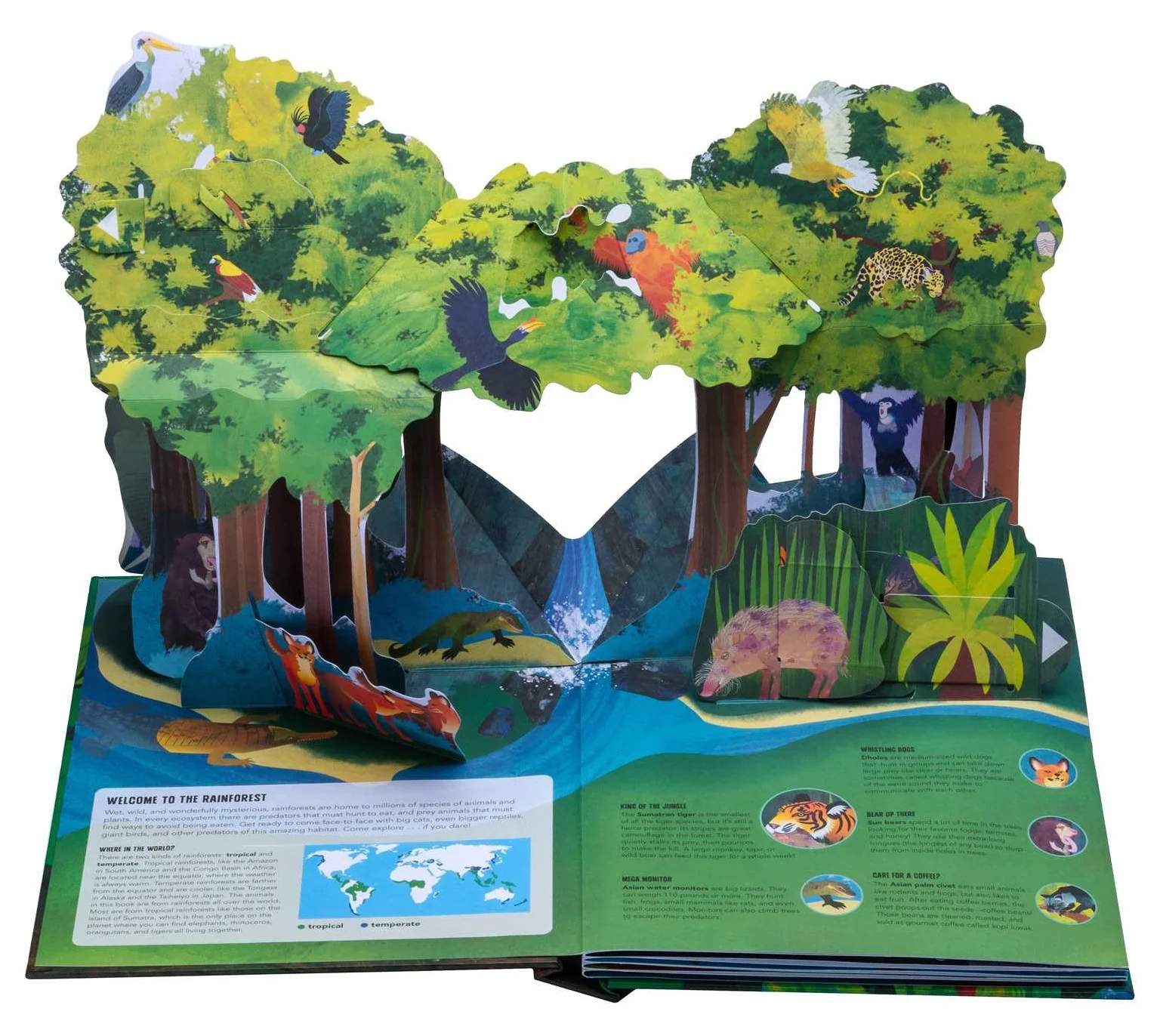 Paws, Claws, and Snapping Jaws Pop-Up Book (Reinhart Pop-Up Studio): A Rainforest Predators Pop-Up