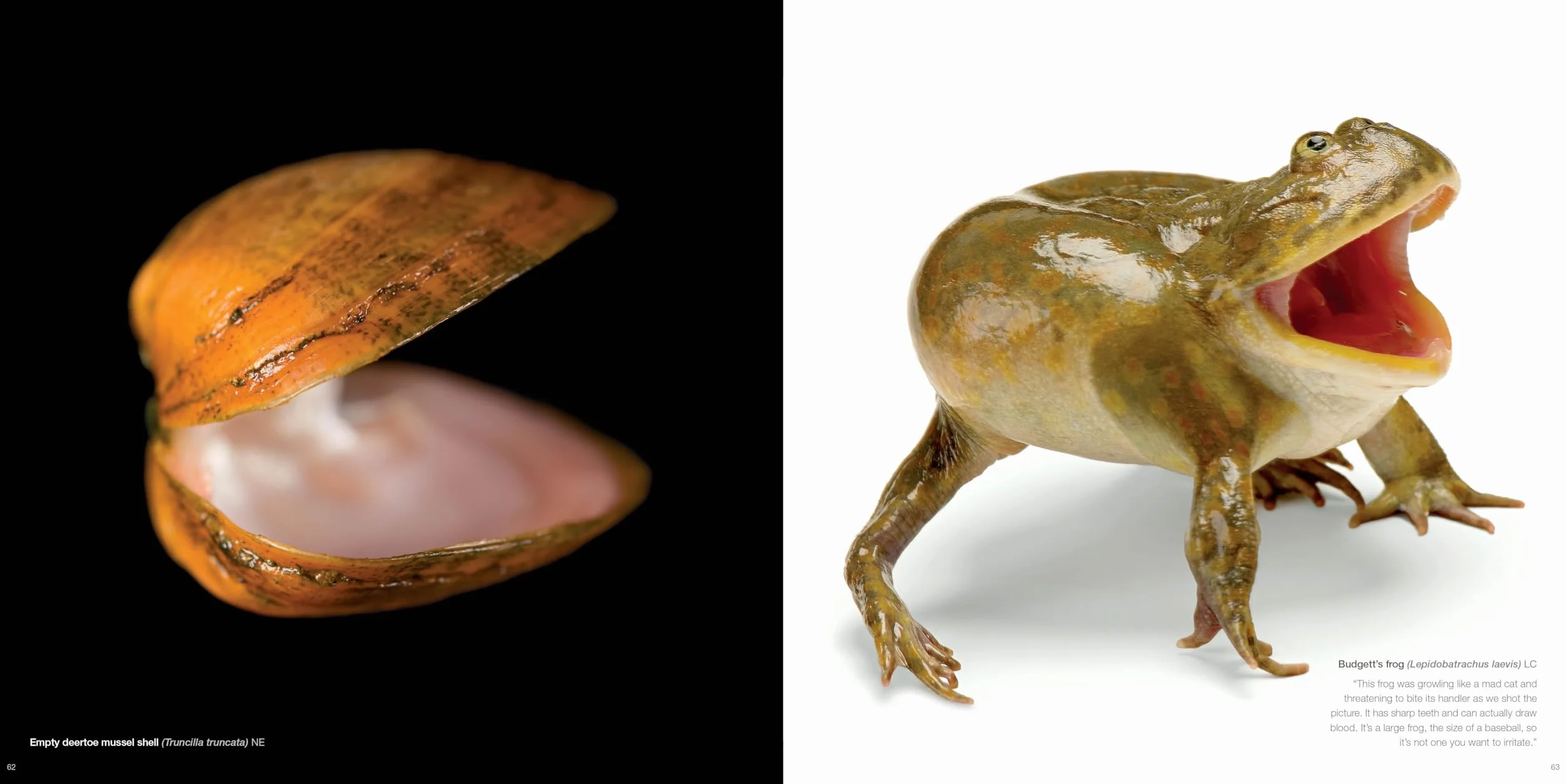 National Geographic The Photo Ark: One Man's Quest to Document the World's Animals