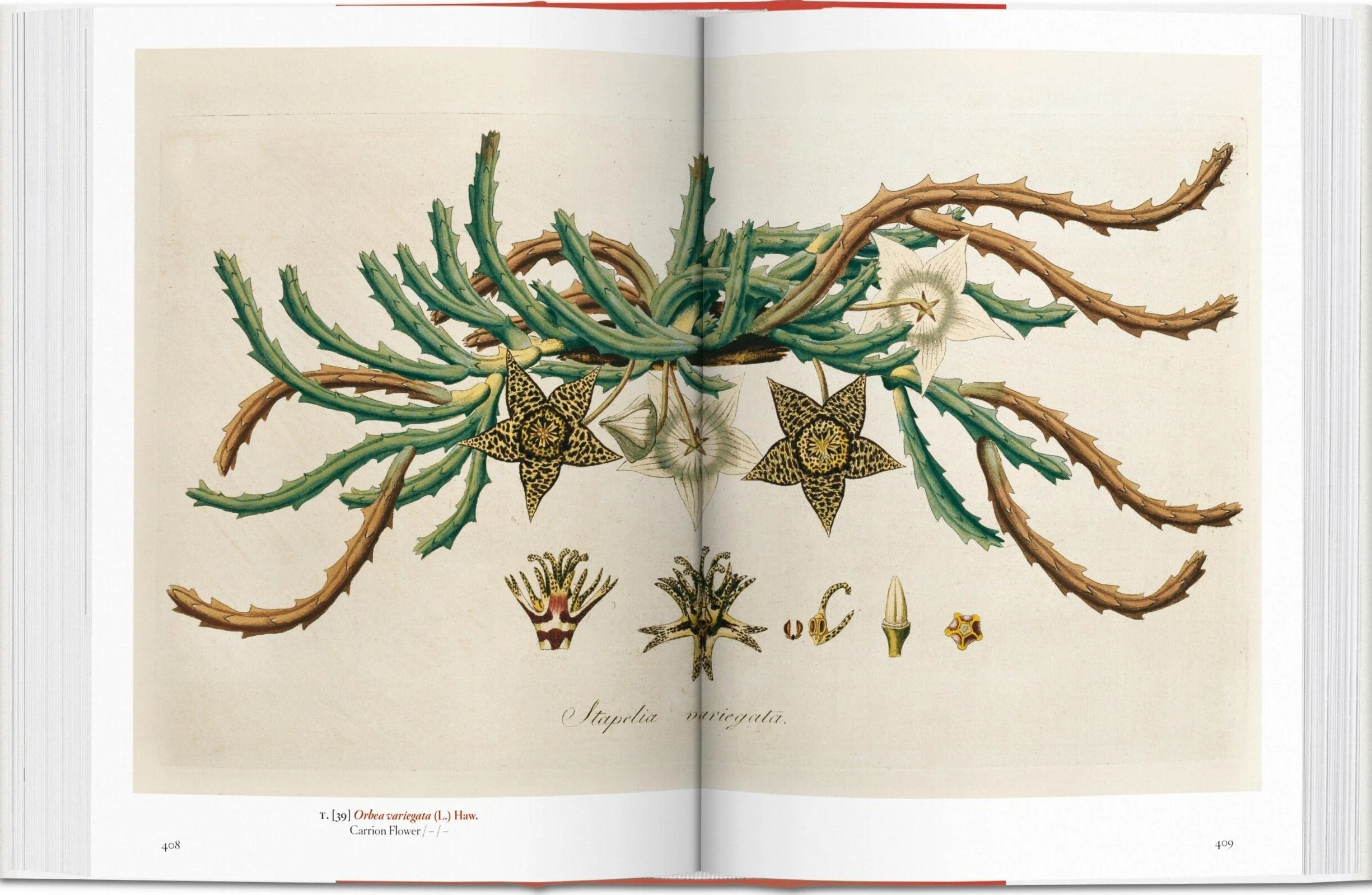 Masterpieces of Botanical Illustration 45th Ed.