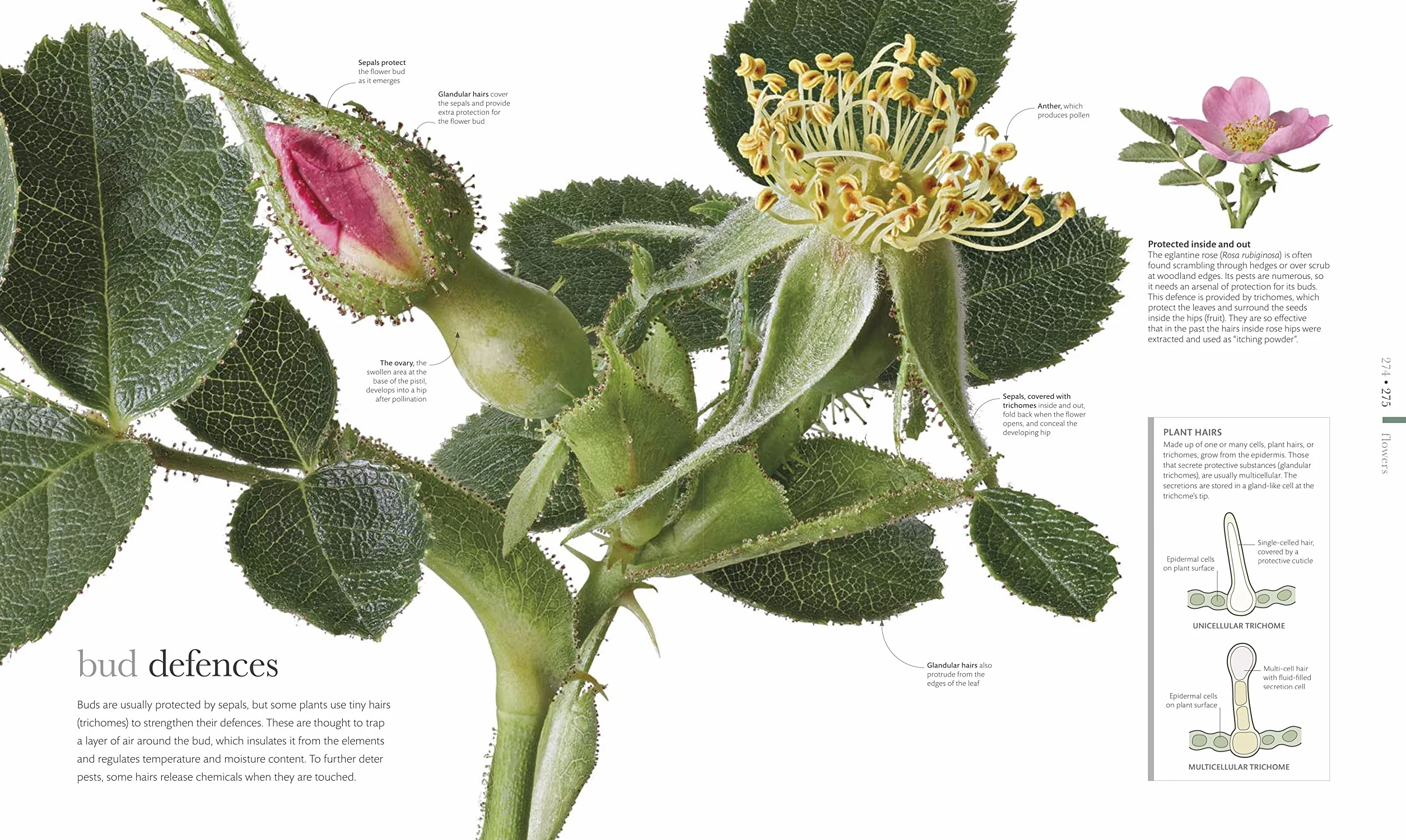 The Science of Plants: Inside their Secret World