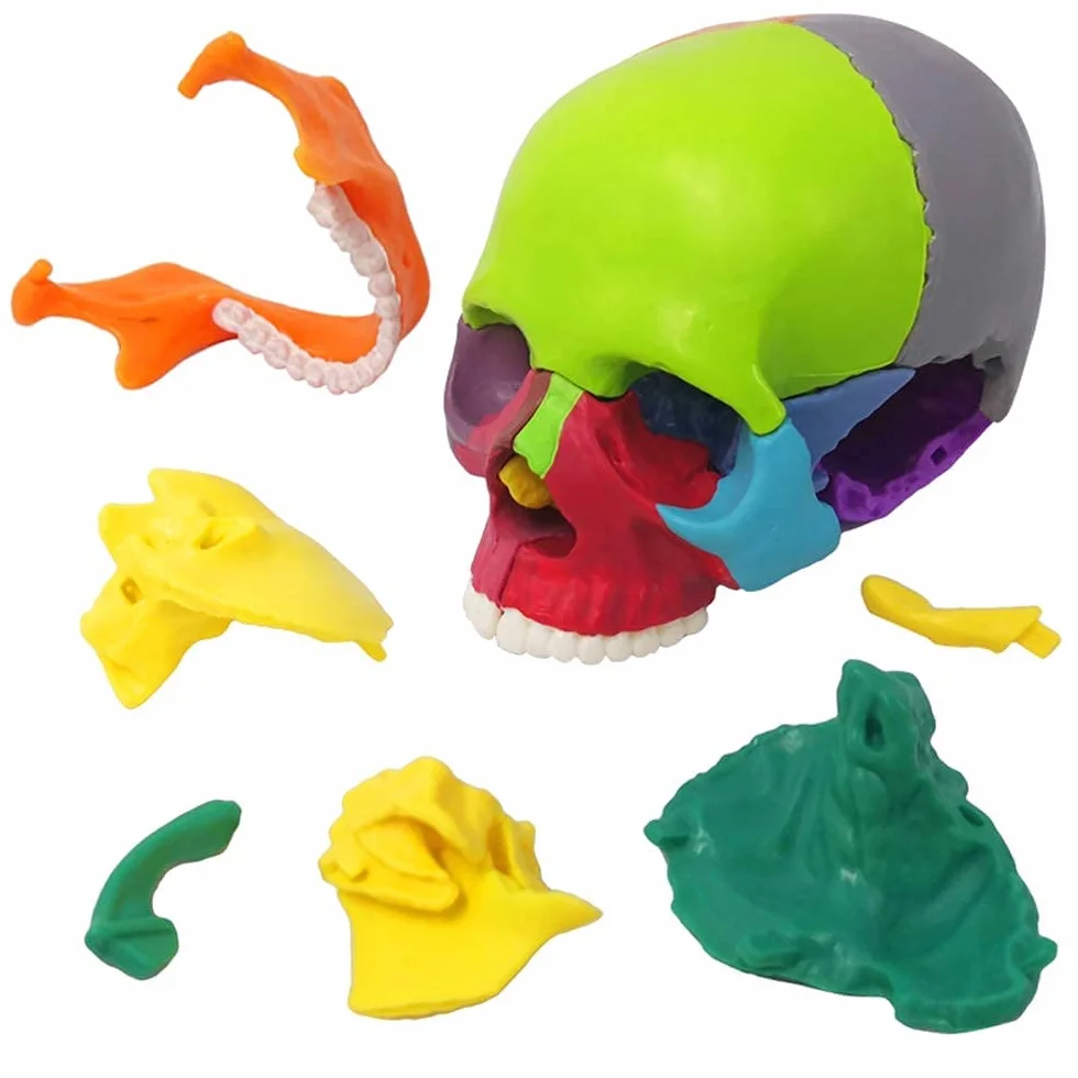 EVOTECH SCIENTIFIC Anatomiczny model czaszki 15-częściowy dłoni, wybuchła czaszka medyczna edukacja