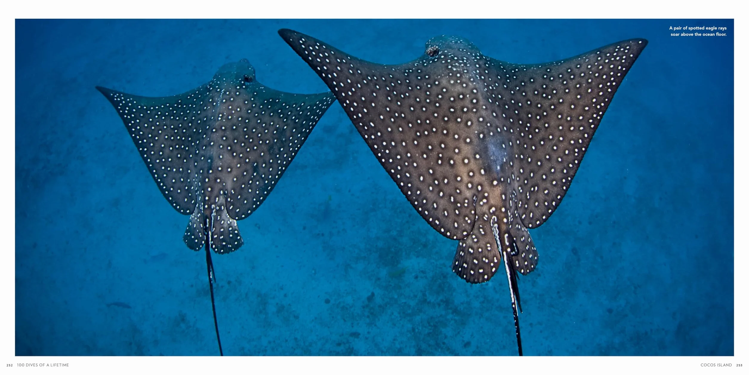 100 Dives of a Lifetime: The World's Ultimate Underwater Destinations