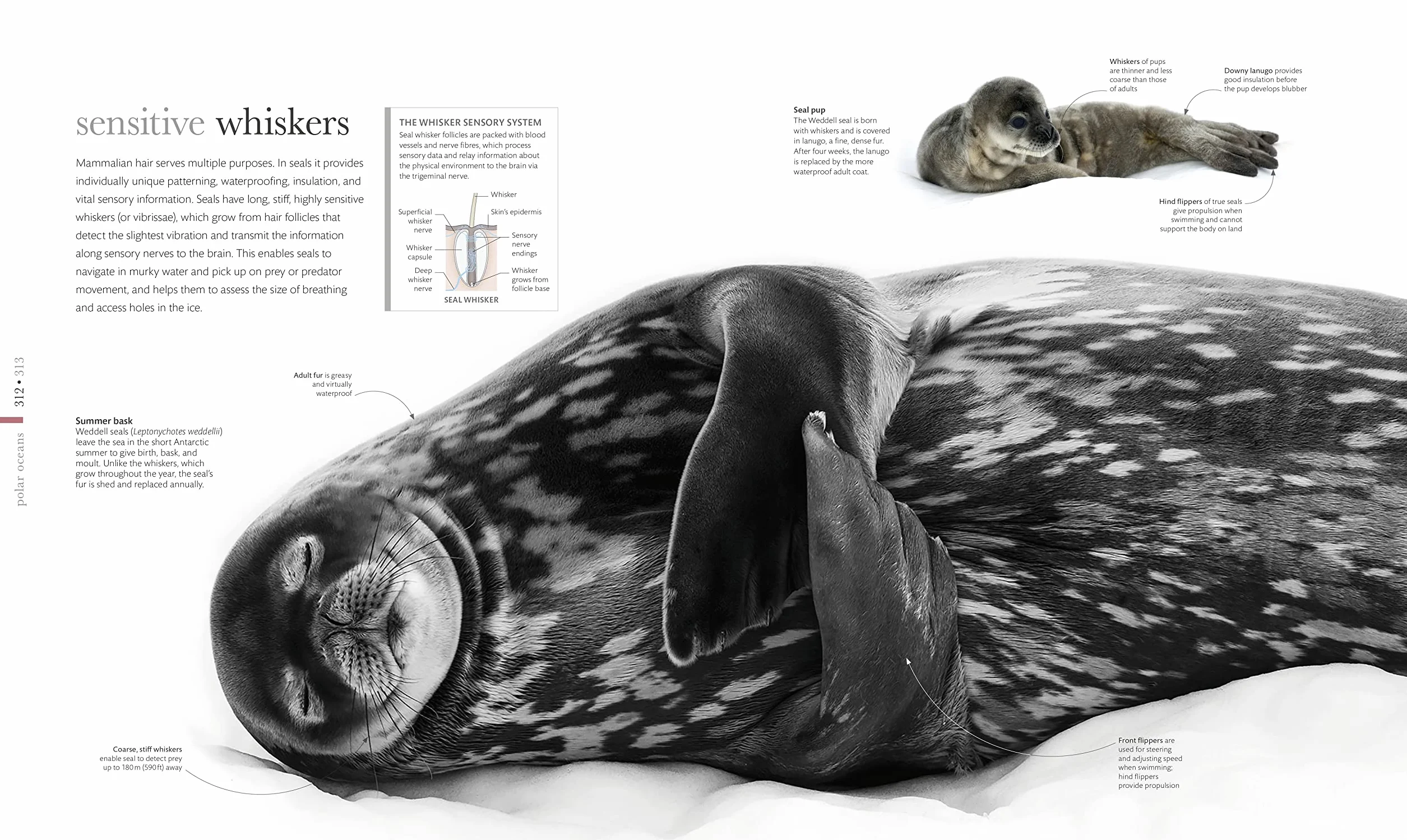 The Science of the Ocean: Secrets of the Seas