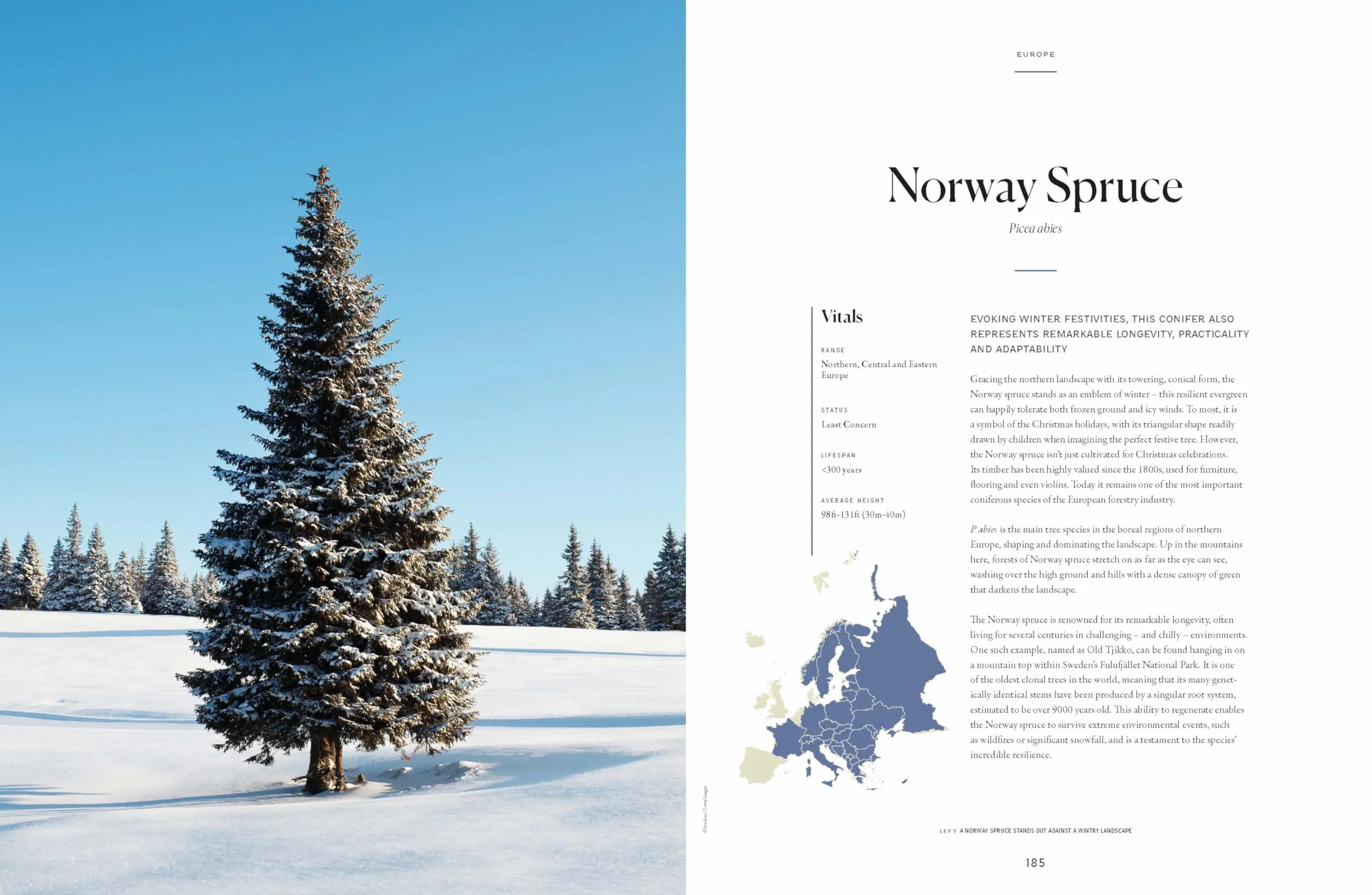 The Tree Atlas 1 -anglais-: 50 Magnificent Species Across the Planet | Practical Travel Advice to See Each Natural Wonder | Exquisite Photography & Illustrations