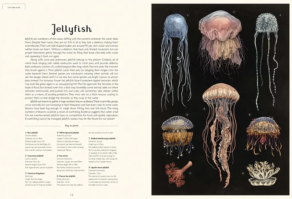 Oceanarium: by author Loveday Trinick and illustrator Teagan White