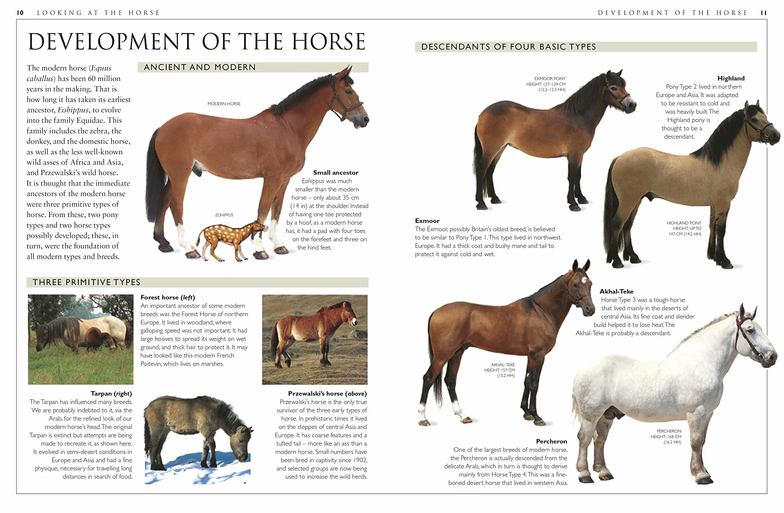 Complete Horse Care Manual