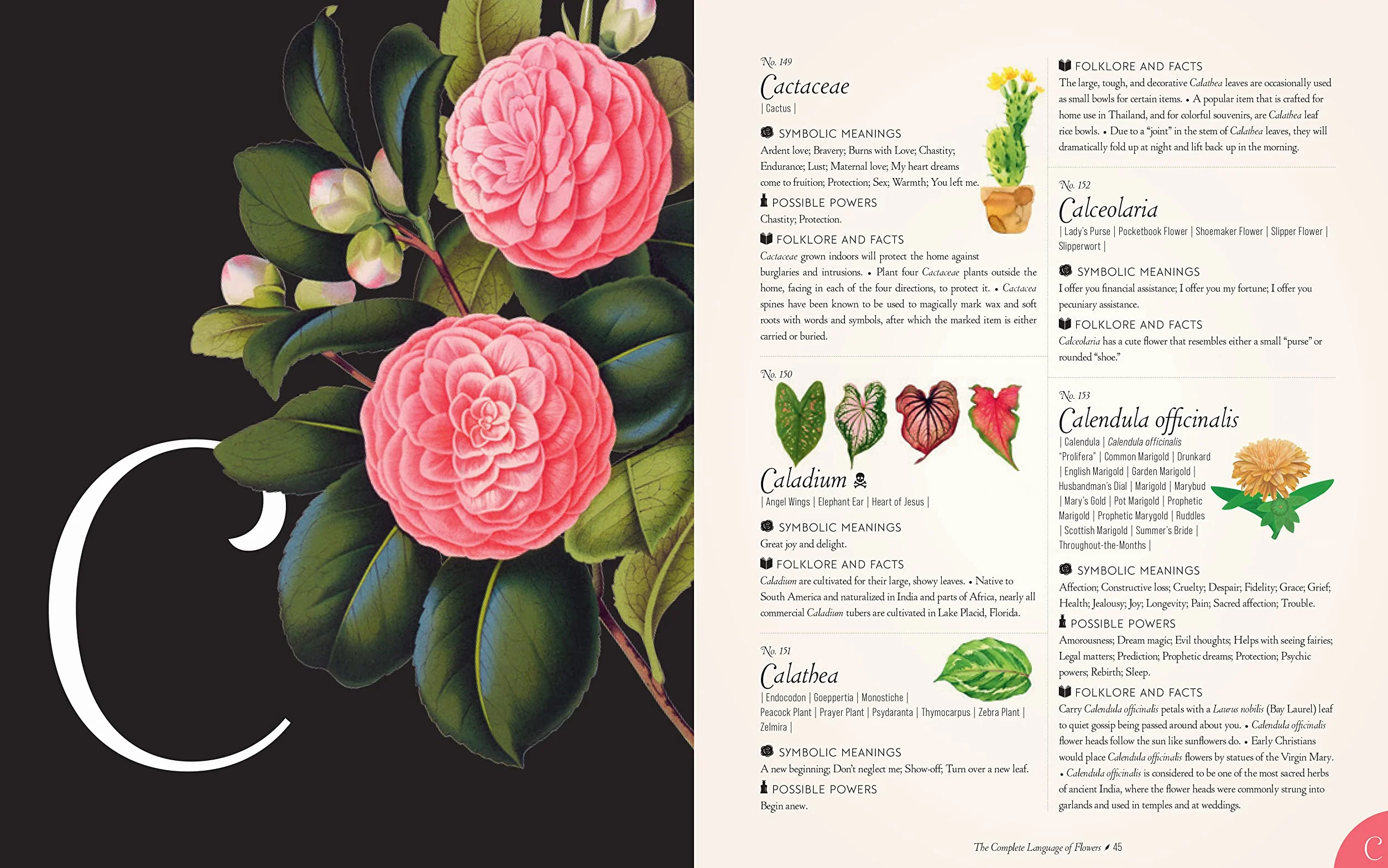 The Complete Language of Flowers: A Definitive and Illustrated History - Pocket Edition