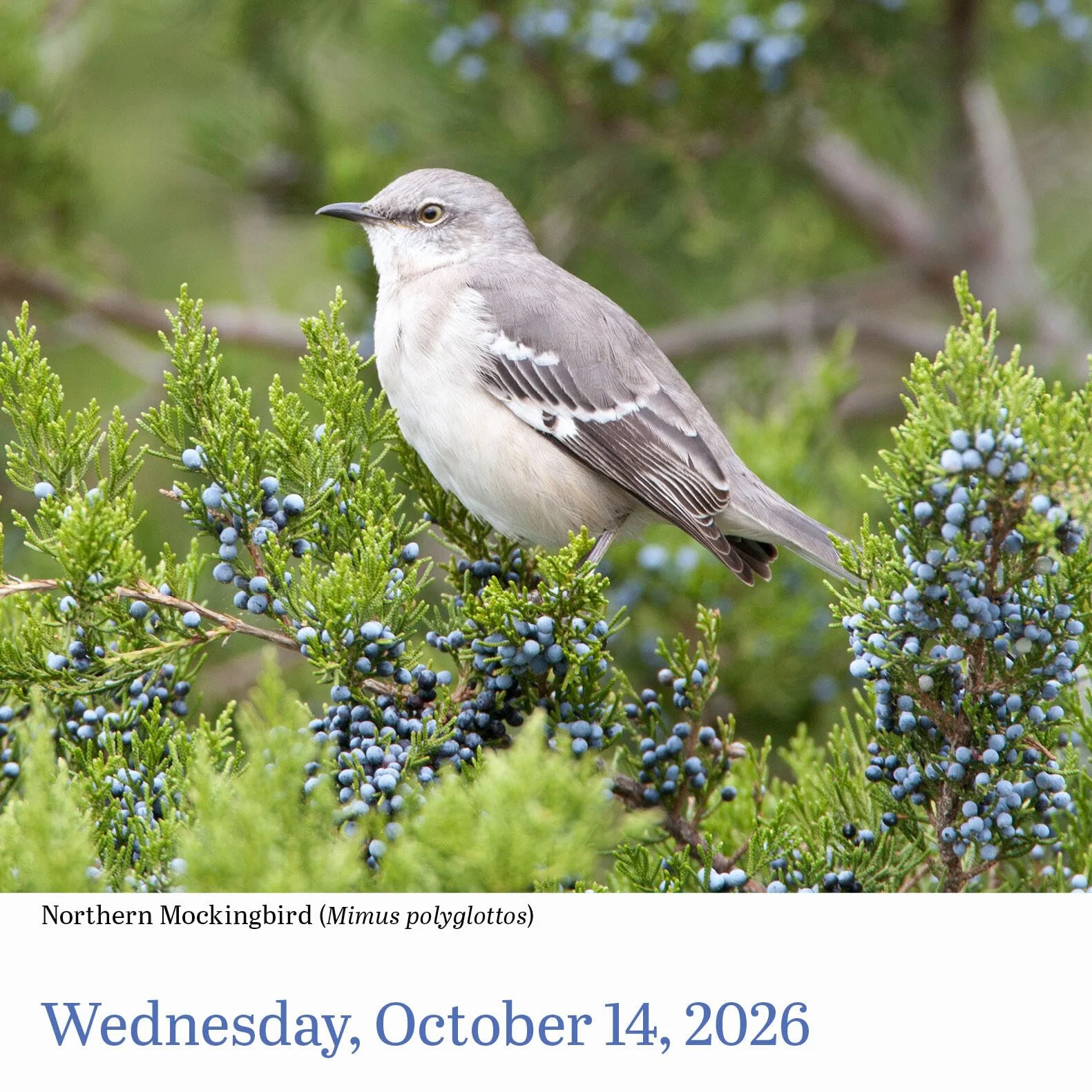 Audubon Birds Page-A-Day Calendar 2026