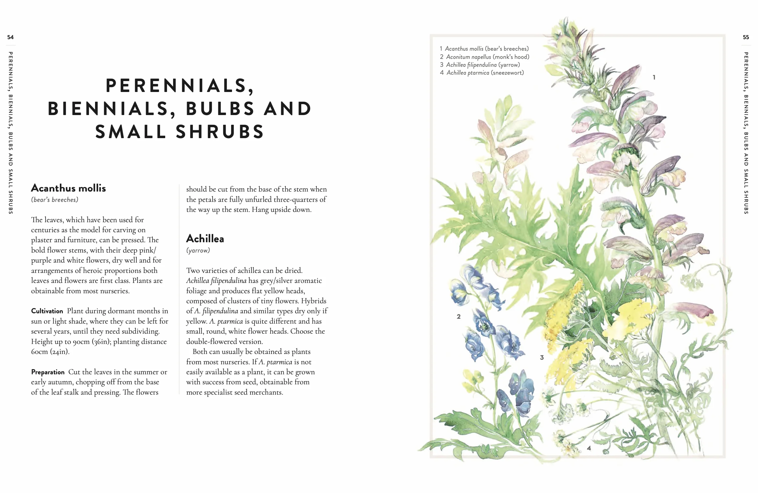 Forever Flowers: Growing and Arranging Dried Flowers