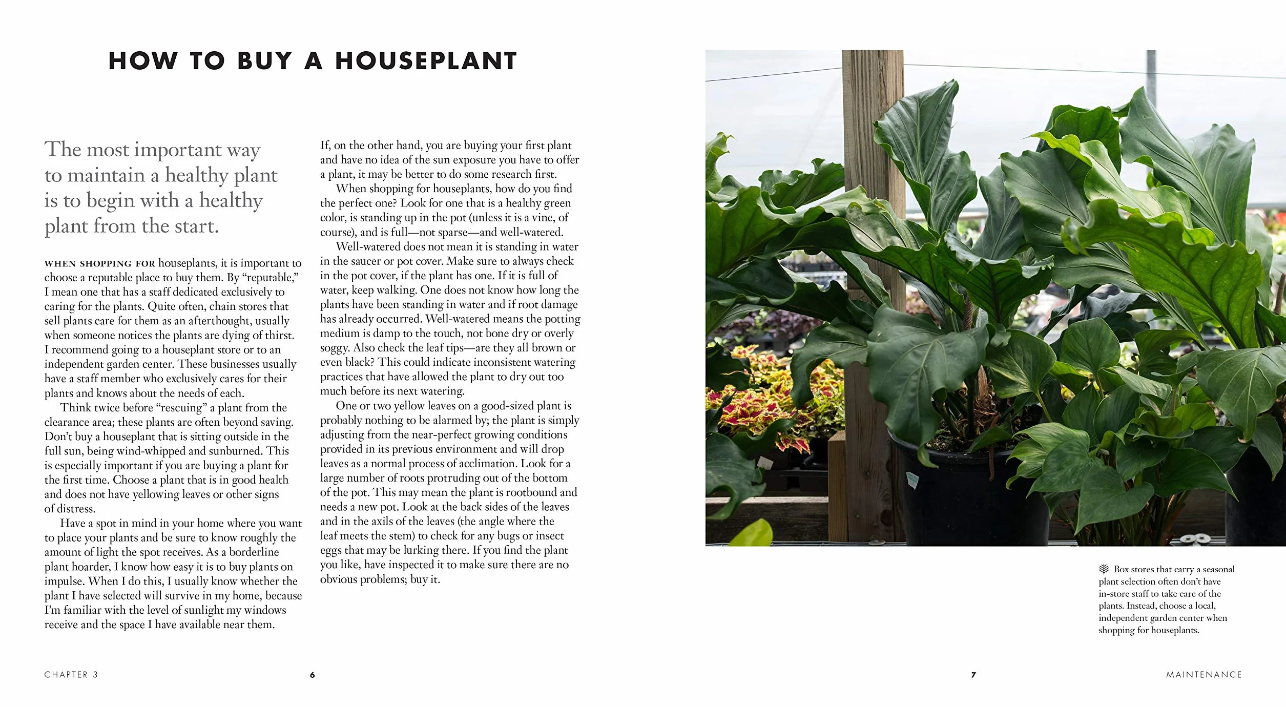 Grow in the Dark: How to Choose and Care for Low-Light Houseplants