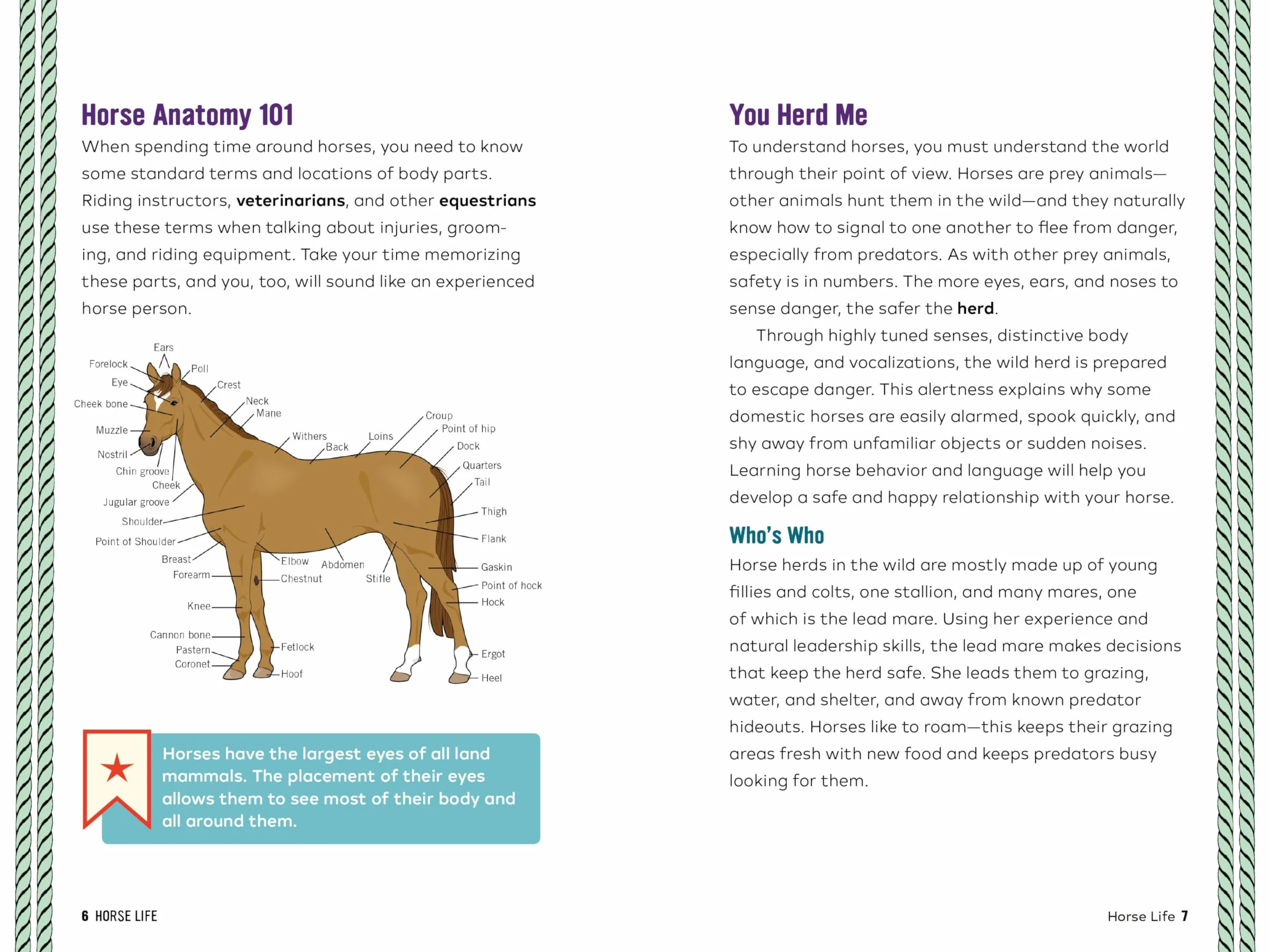 Horse Life: The Ultimate Guide to Caring for and Riding Horses for Kids