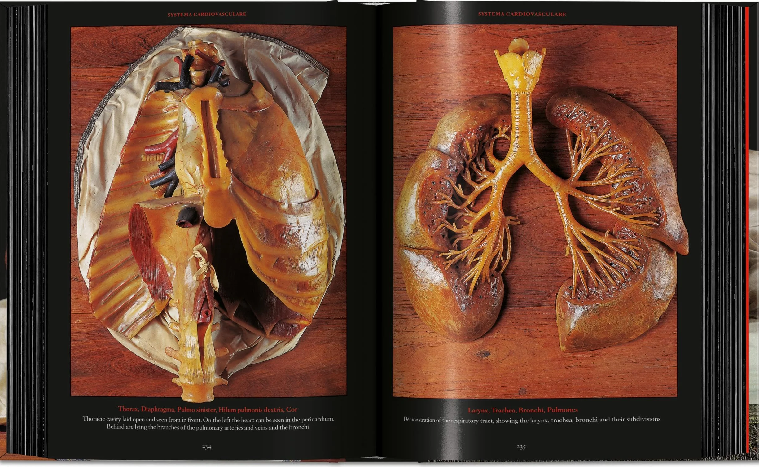 Anatomical Waxes. 45th Ed.
