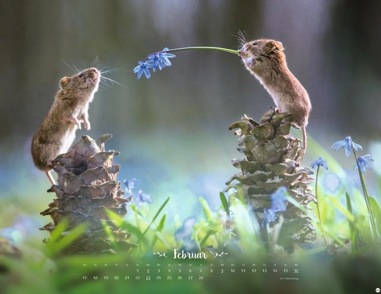 Vadim Trunov Märchenhaftes Waldleben Posterkalender 2025 Naturkalender 44 x 34 cm Querformat