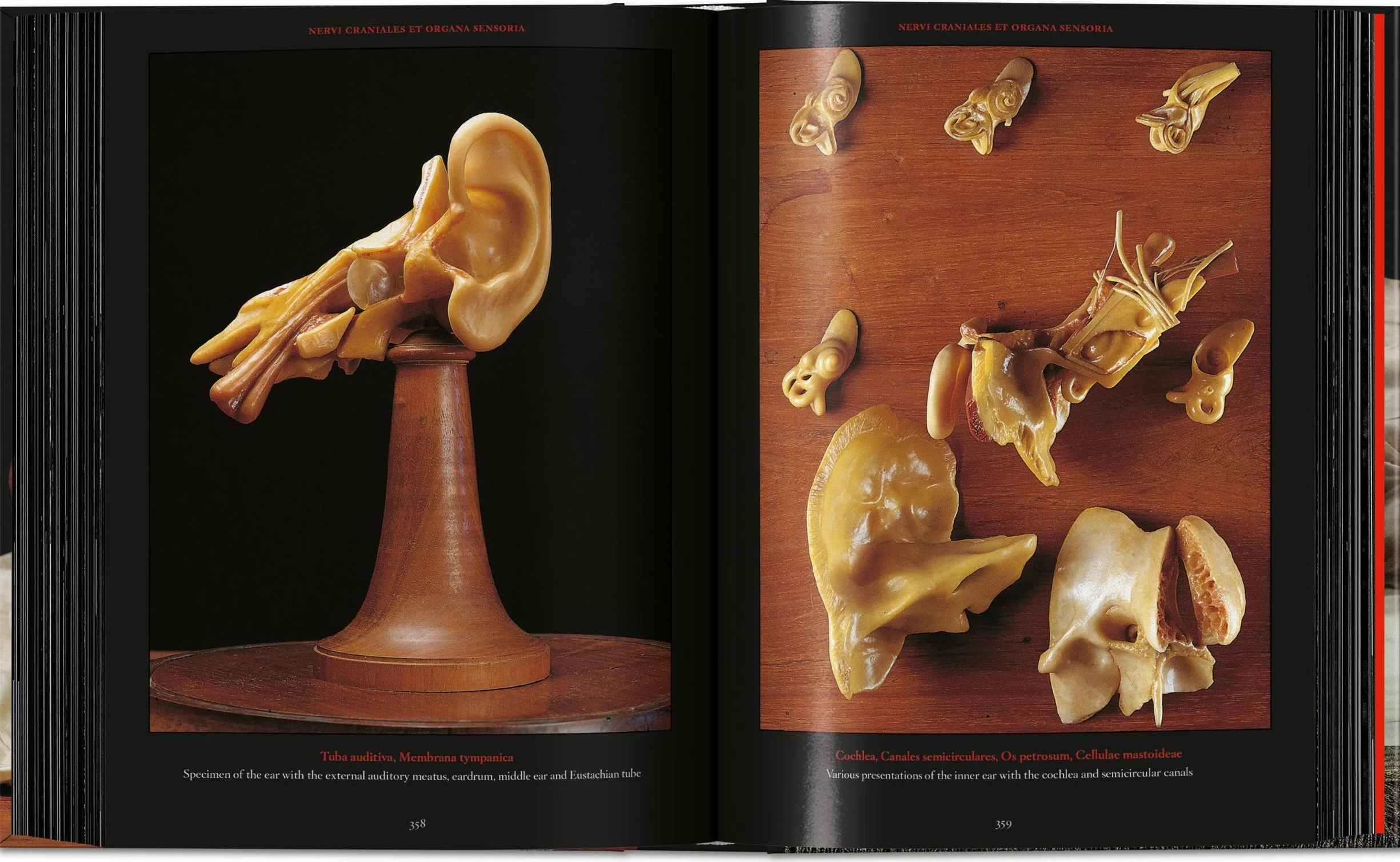 Anatomical Waxes. 45th Ed.