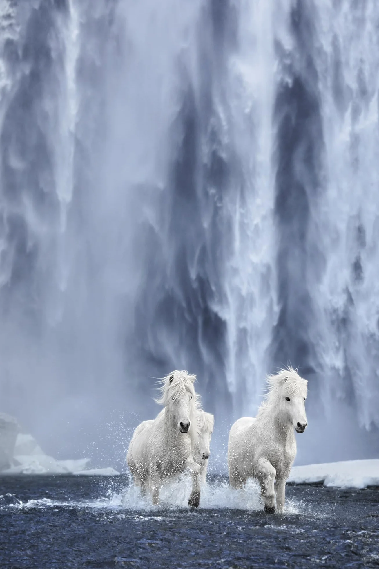 Untamed Spirits: Horses from Around the World