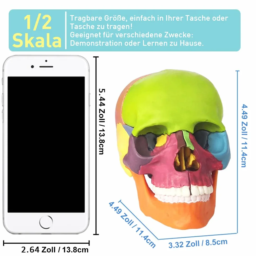 EVOTECH SCIENTIFIC Anatomiczny model czaszki 15-częściowy dłoni, wybuchła czaszka medyczna edukacja