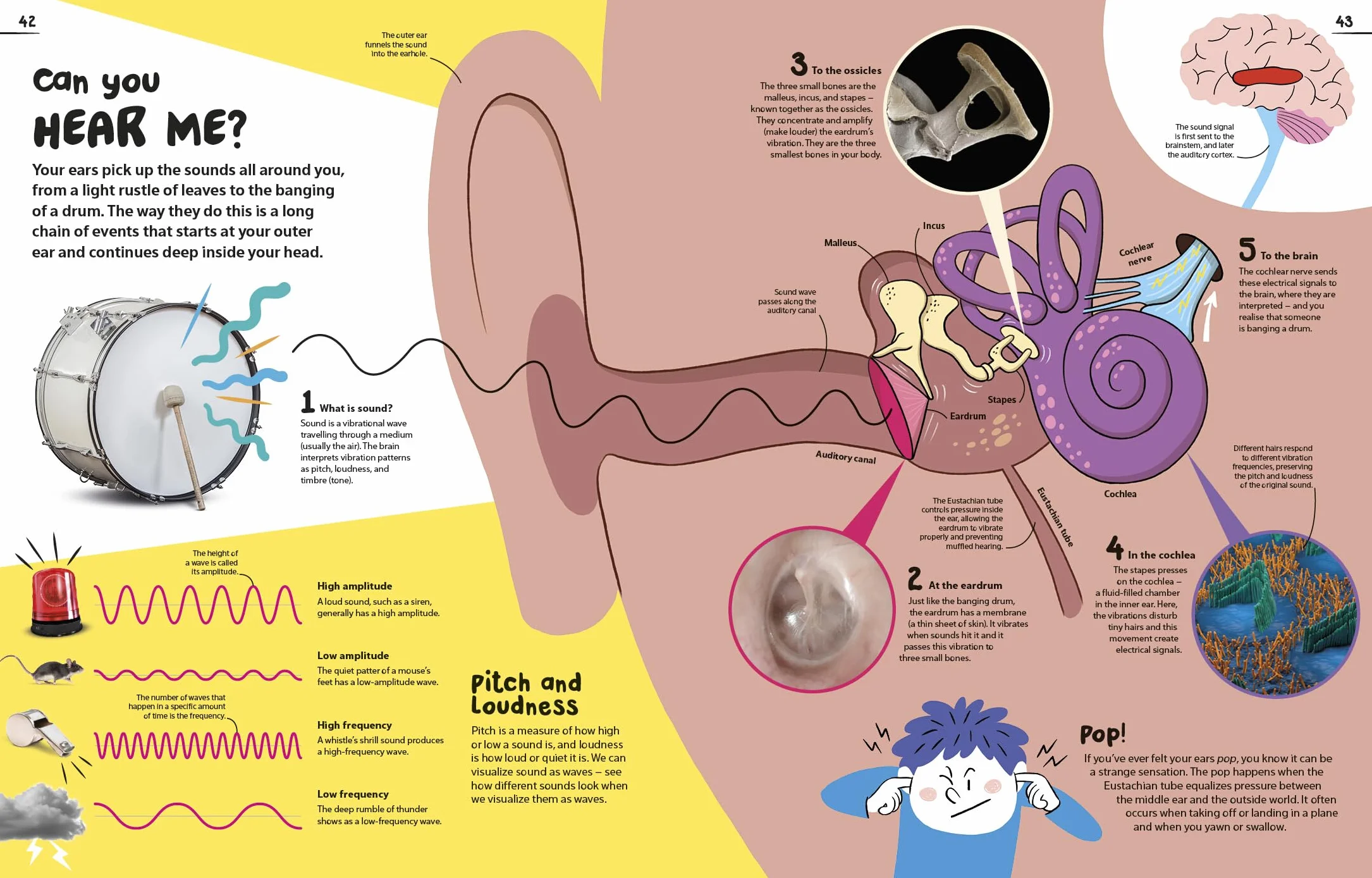 An Excellent Encyclopedia of Your Senses: Think You Have Just Five Senses? Think Again!