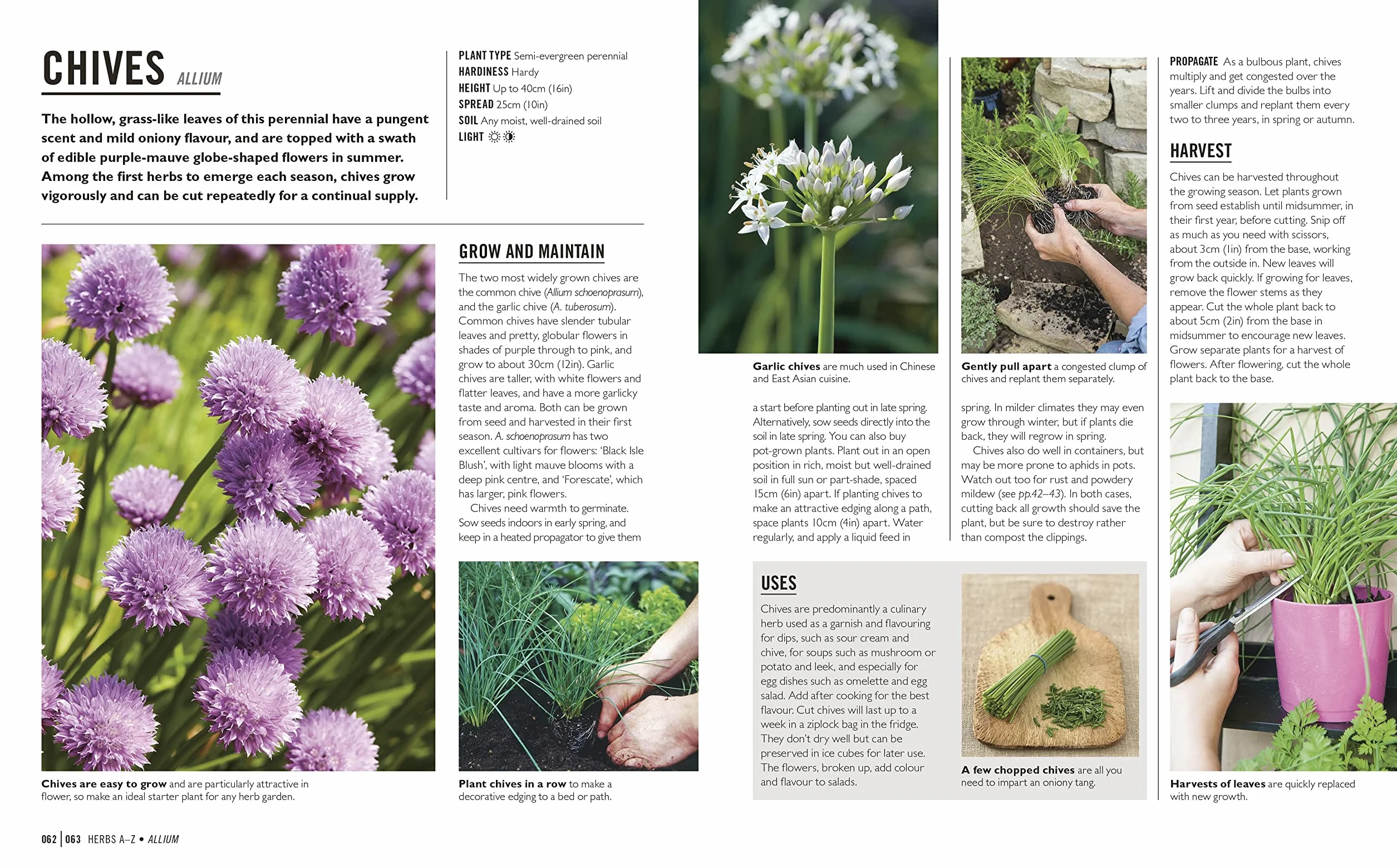 Grow Herbs: Essential Know-how and Expert Advice for Gardening Success