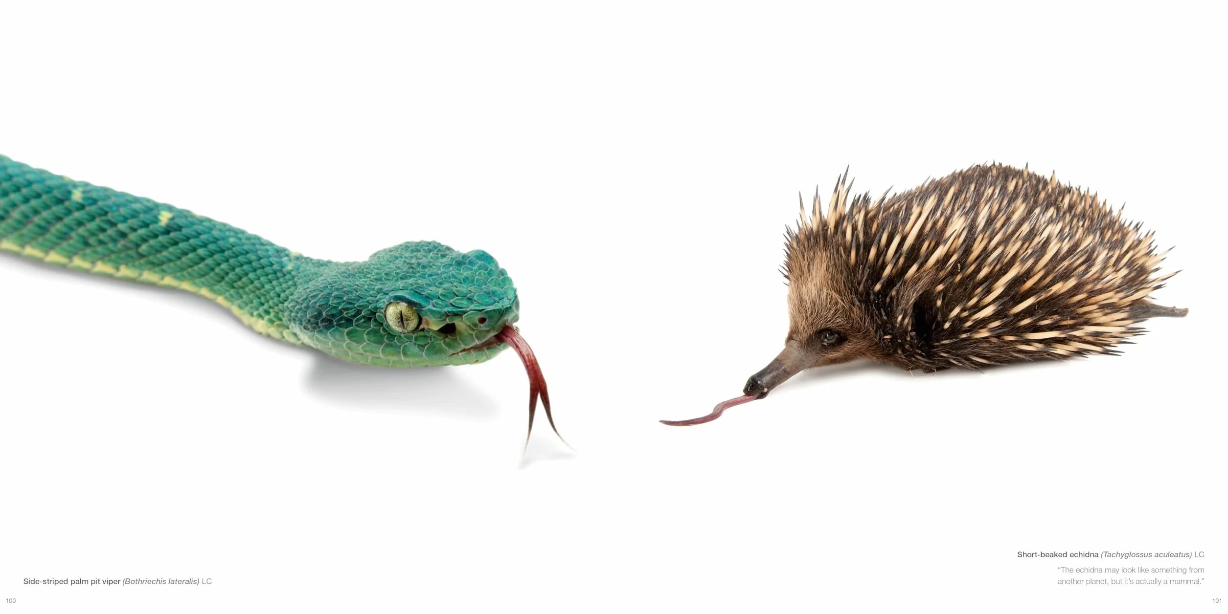 National Geographic The Photo Ark: One Man's Quest to Document the World's Animals
