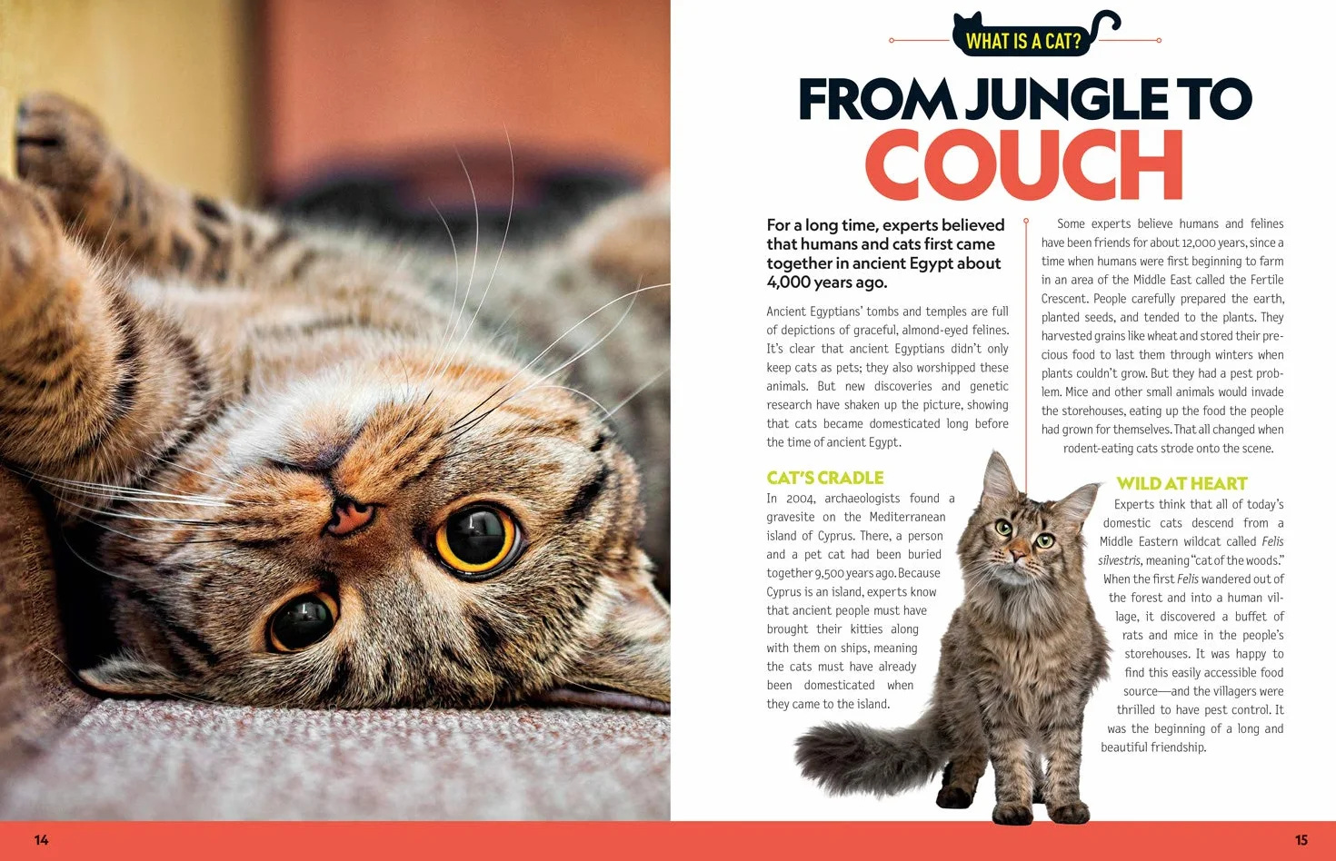 Cat Breed Guide: A complete reference to your purr-fect best friend
