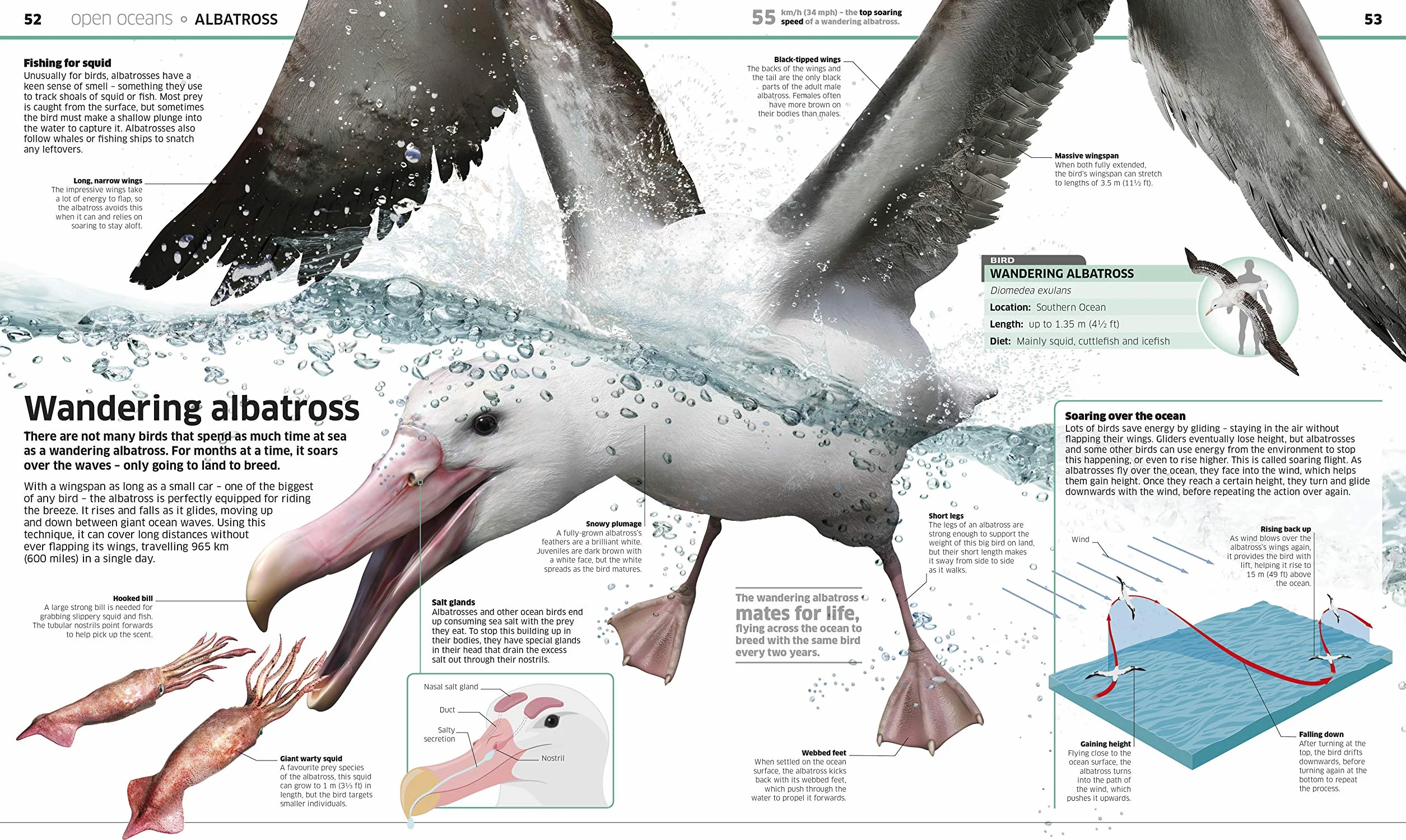 Knowledge Encyclopedia Ocean!: Our Watery World As You've Never Seen It Before