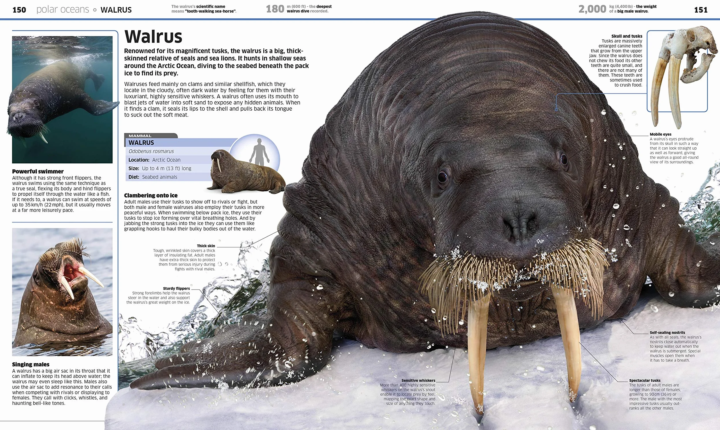 Knowledge Encyclopedia Ocean!: Our Watery World As You've Never Seen It Before