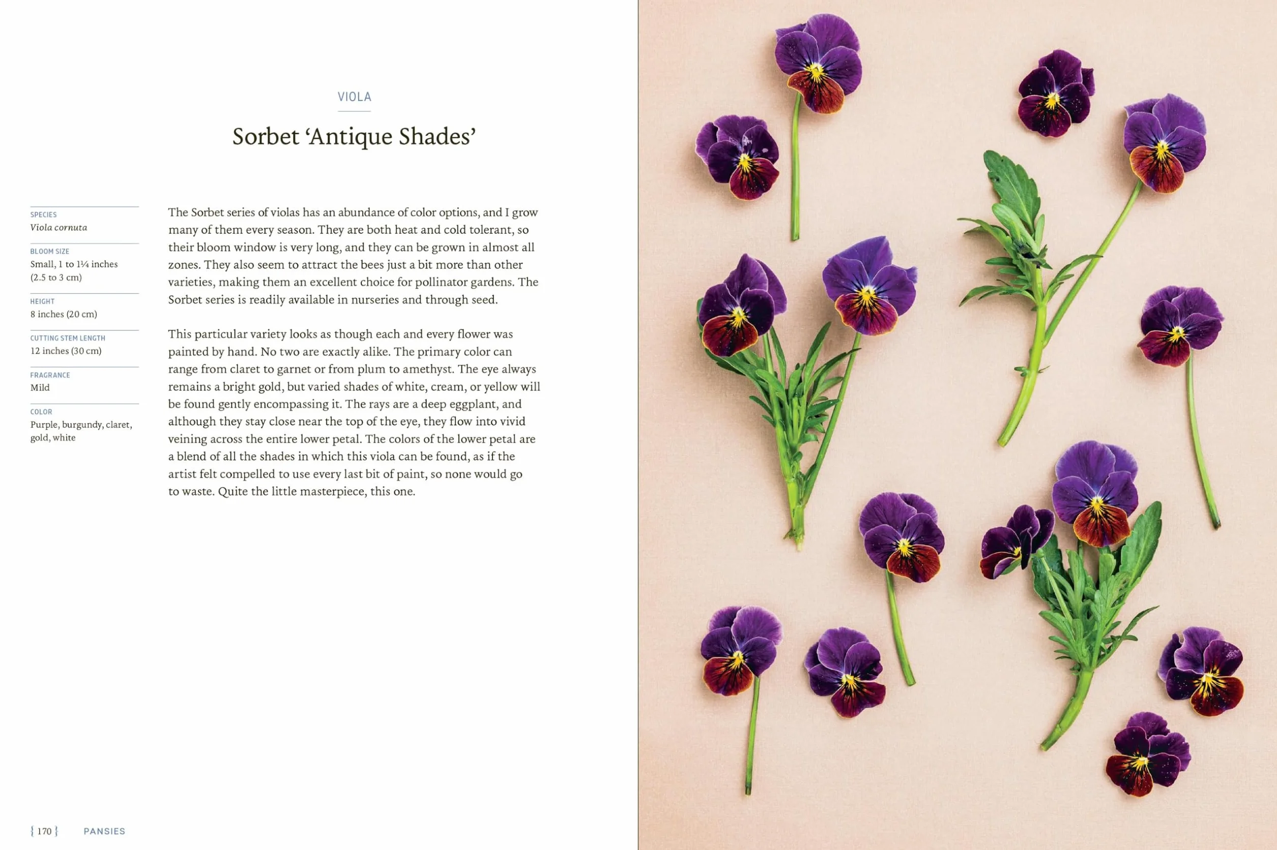Pansies Violas Growing Guide: Create Beauty with Pansies and Violas