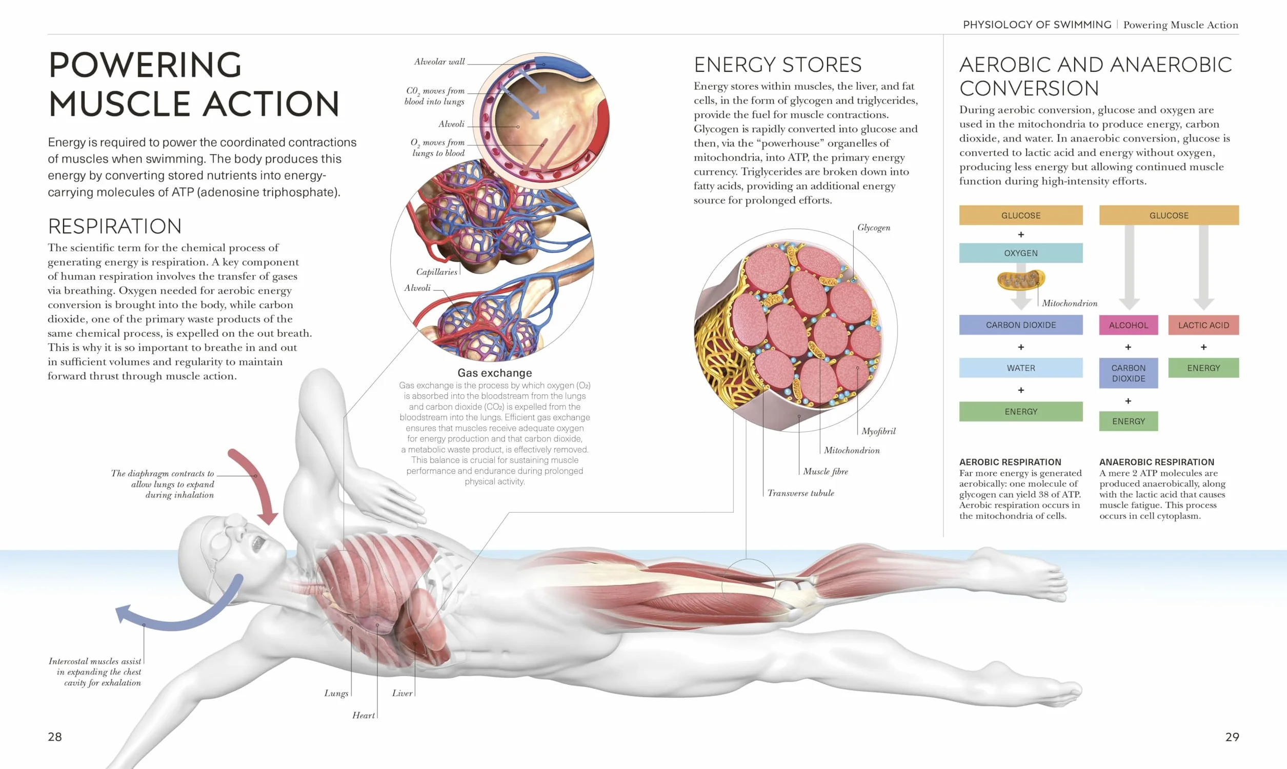 Science of Swimming: Transform Your Stroke, Improve Strength, Revolutionize Your Training