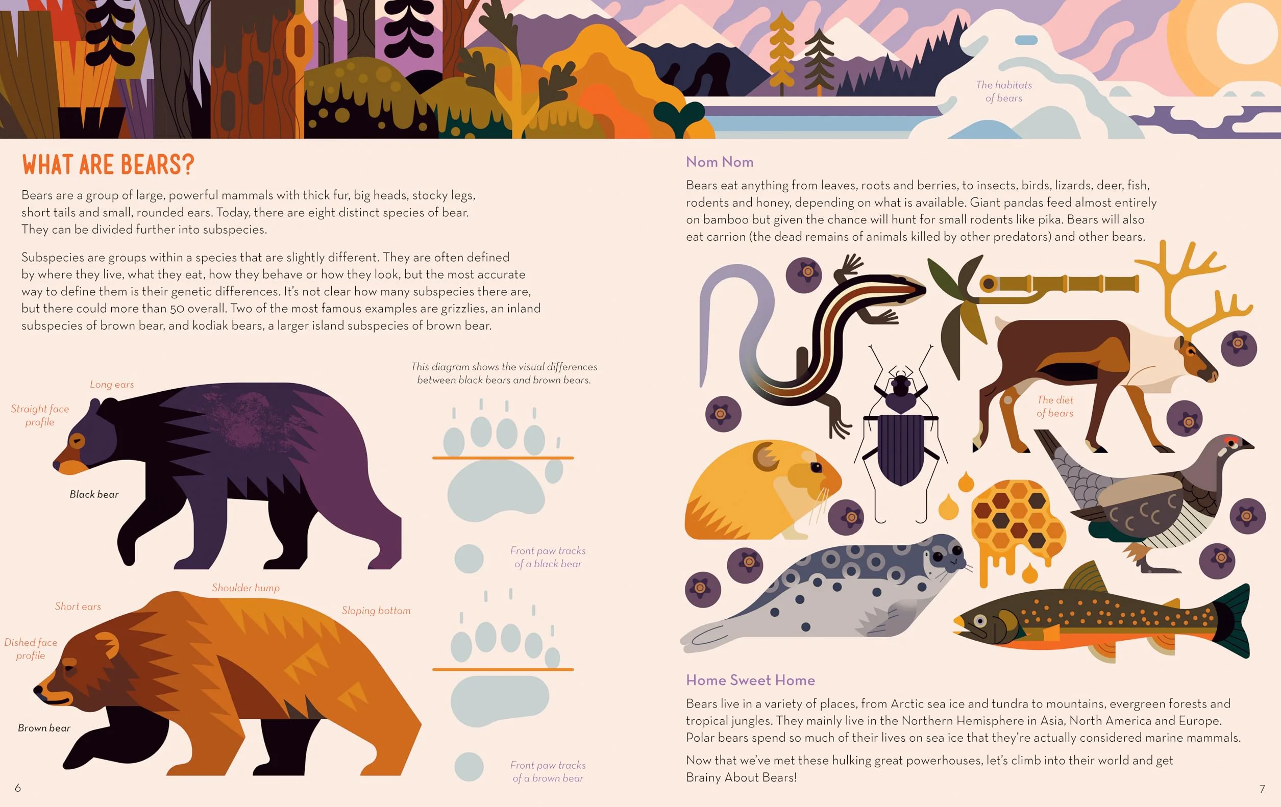 Brainy About Bears