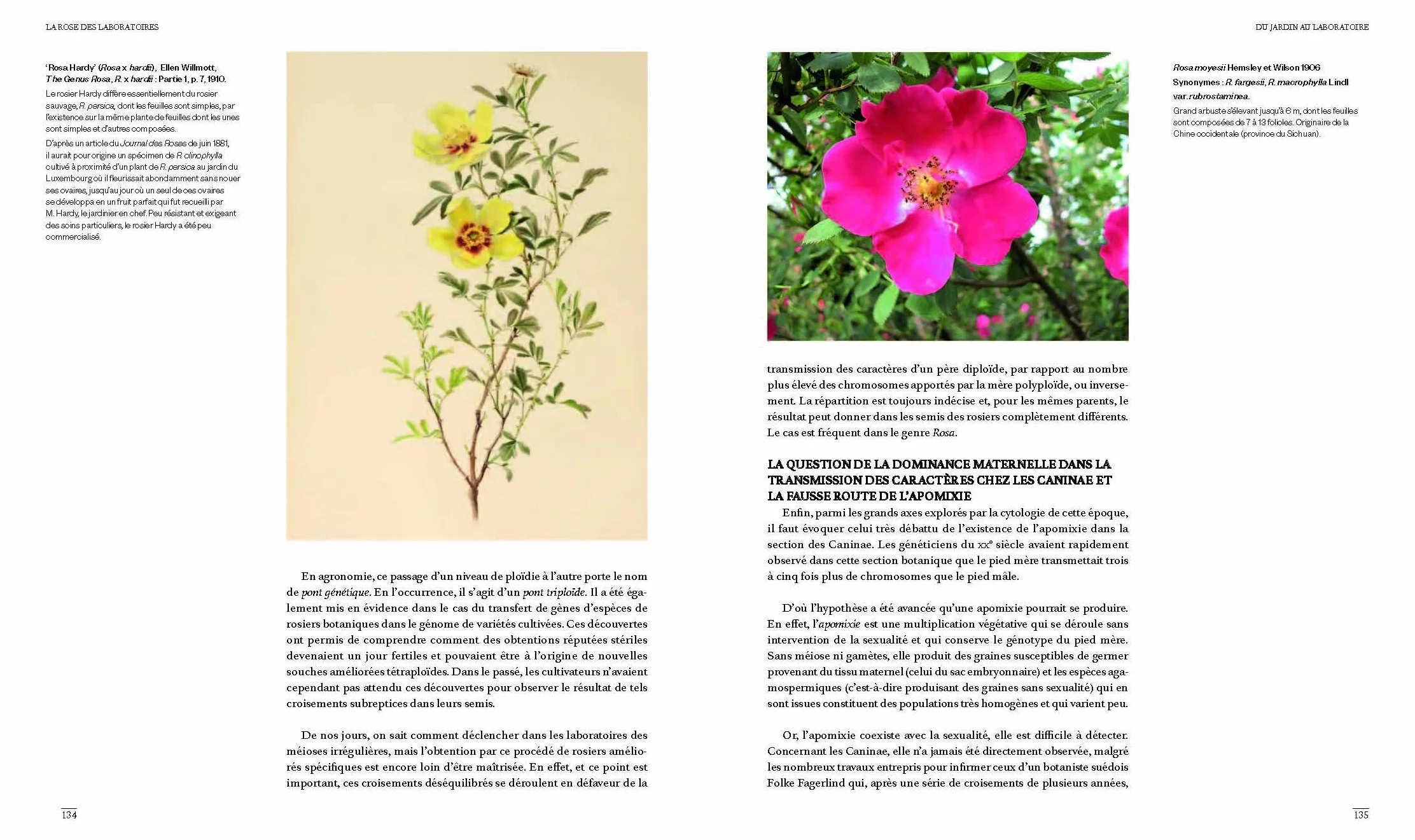 Les roses des jardins d'aujourd'hui