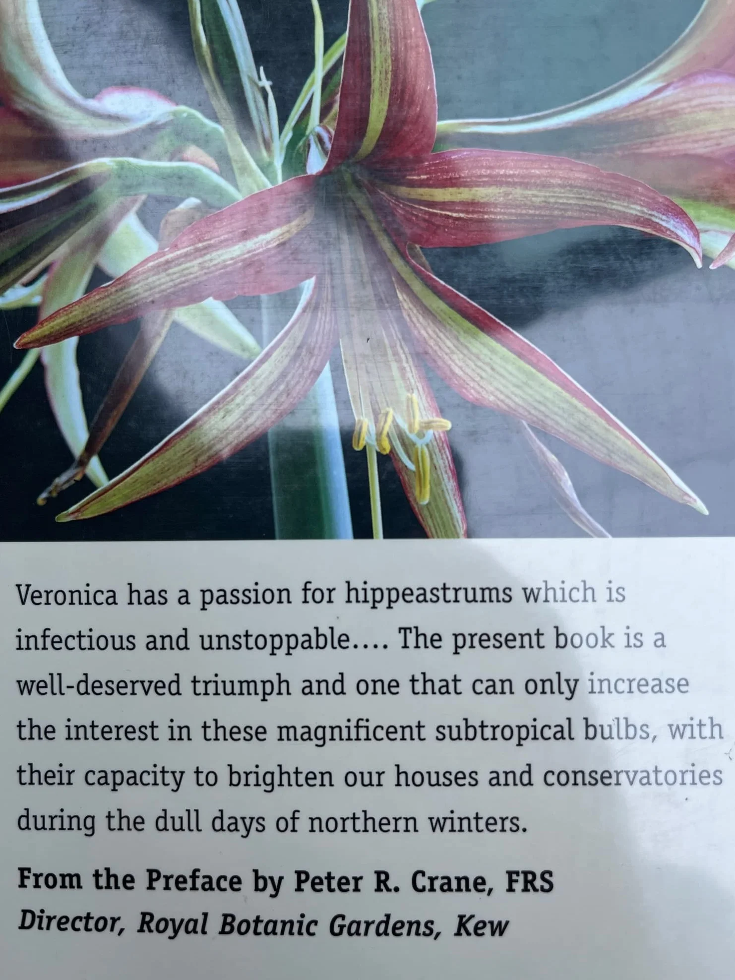 Hippeastrum: The Gardener's Amaryllis