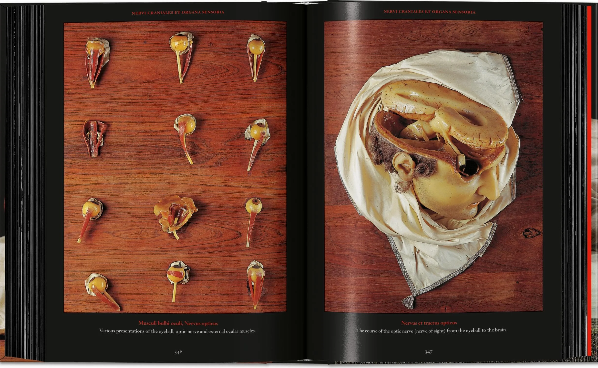 Anatomical Waxes. 45th Ed.