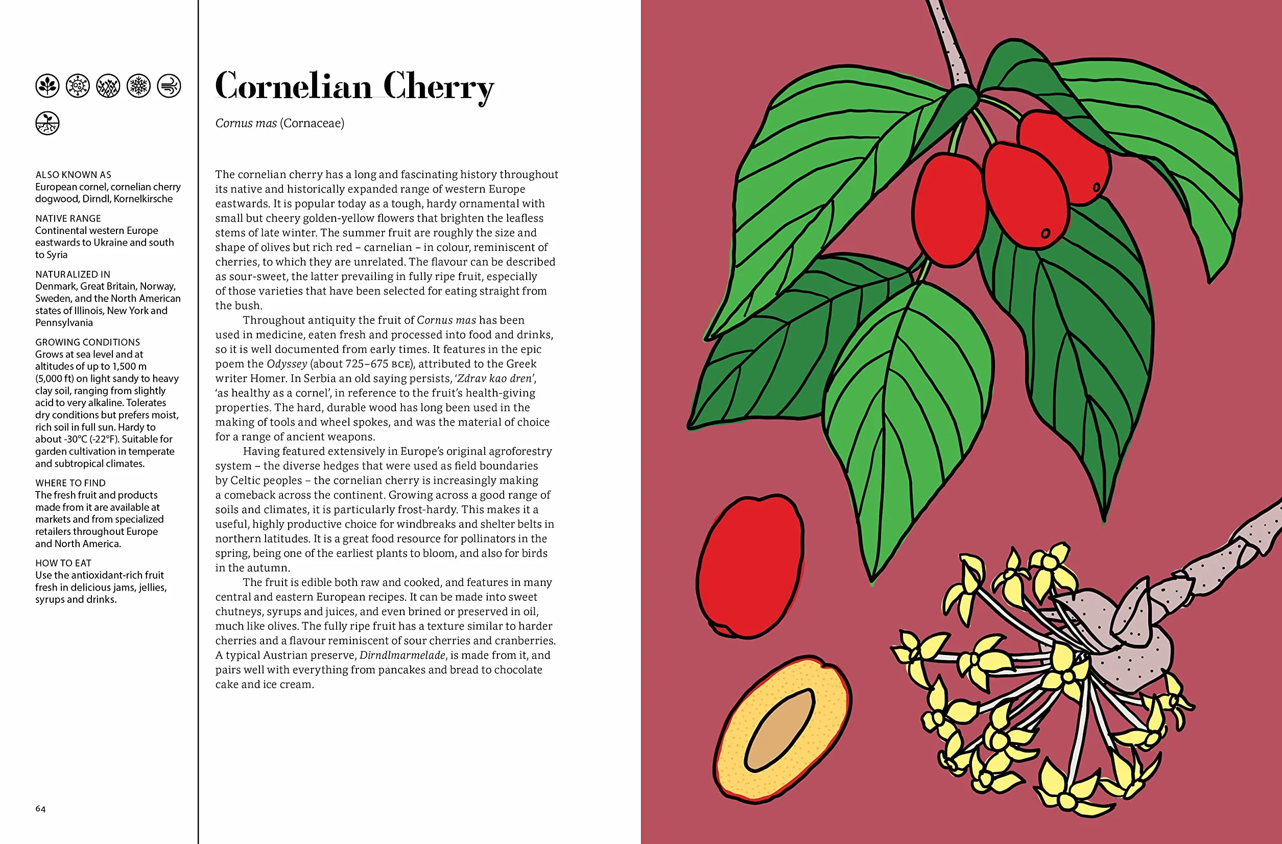 Edible : 70 Sustainable Plants That Are Changing How We Eat /anglais