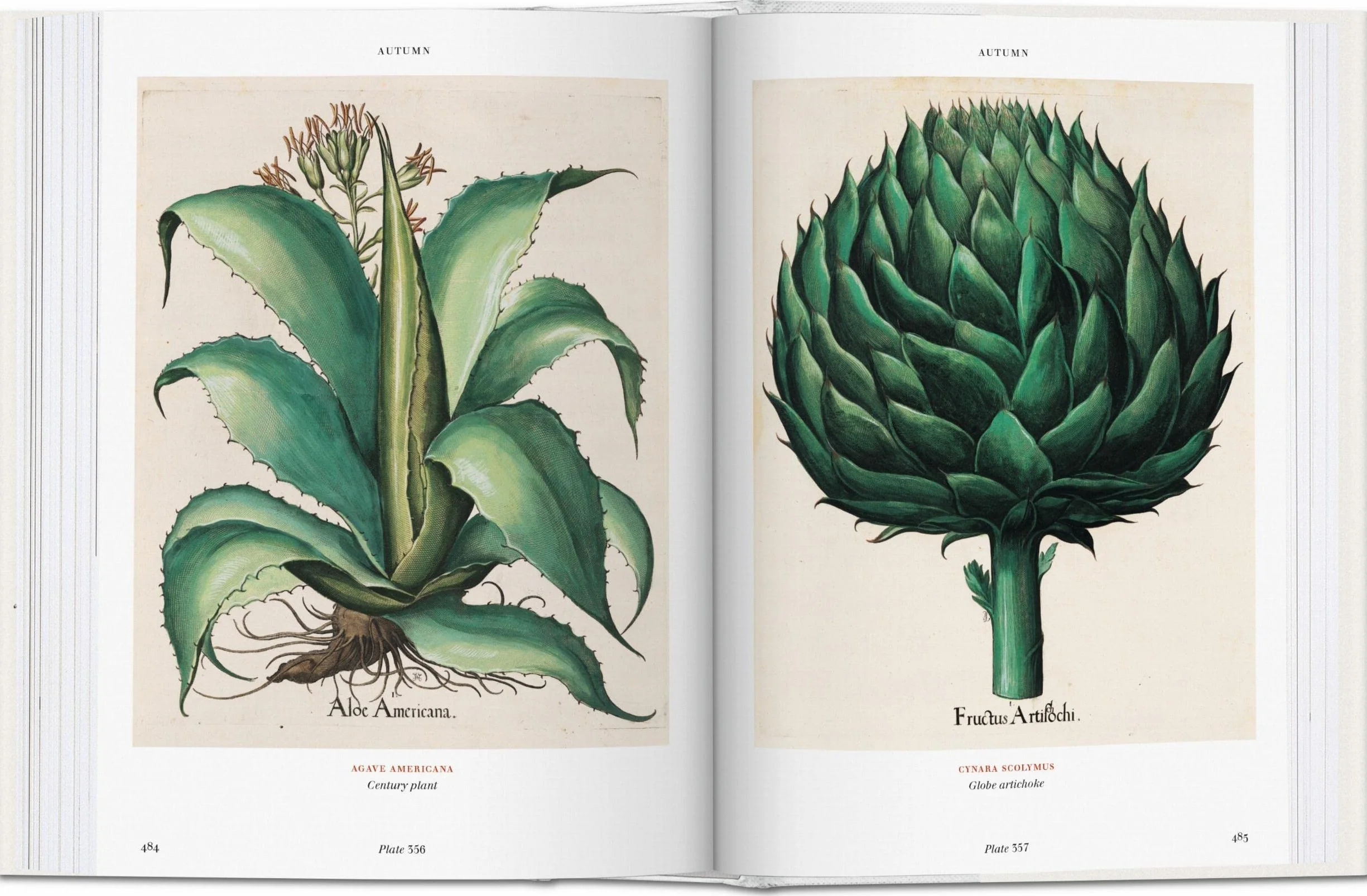 Basilius beslers florilegium the book of plants anglais