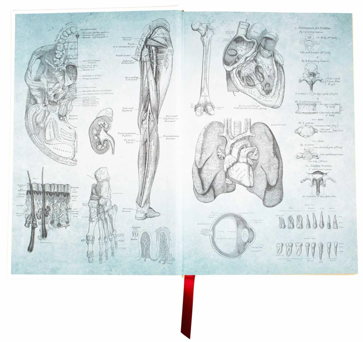 Gray's Anatomy: Descriptive and Surgical