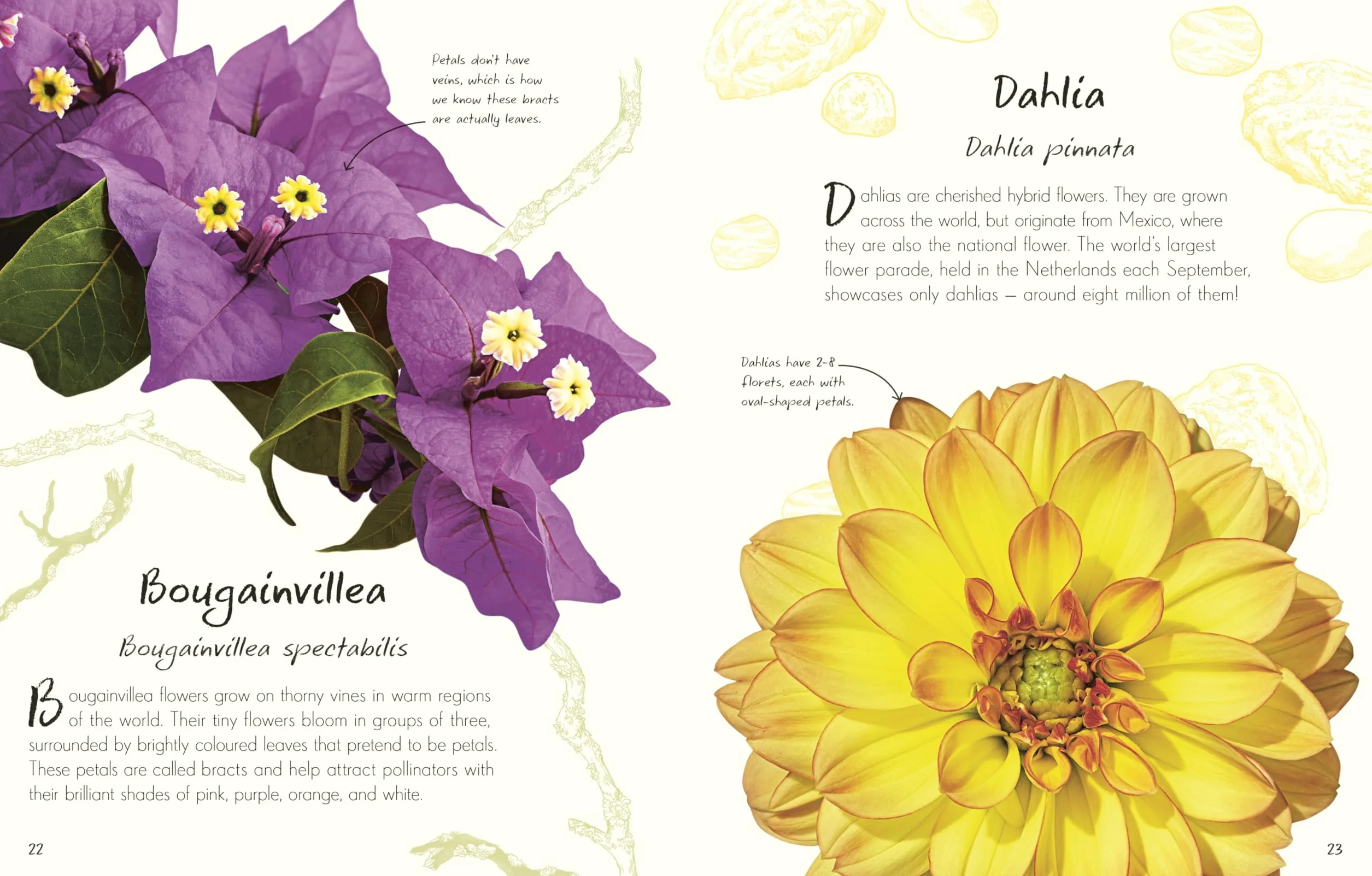 An Anthology of Flowers: Collection from Gardens, Woodlands, Mountains