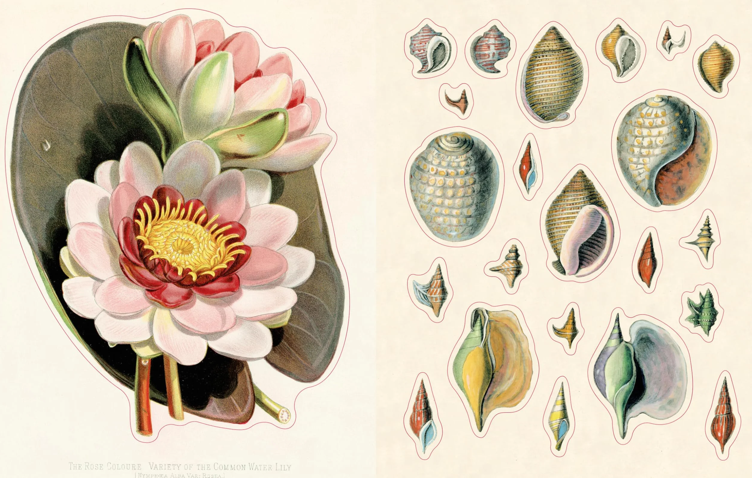 John Derian Sticker Book II /anglais