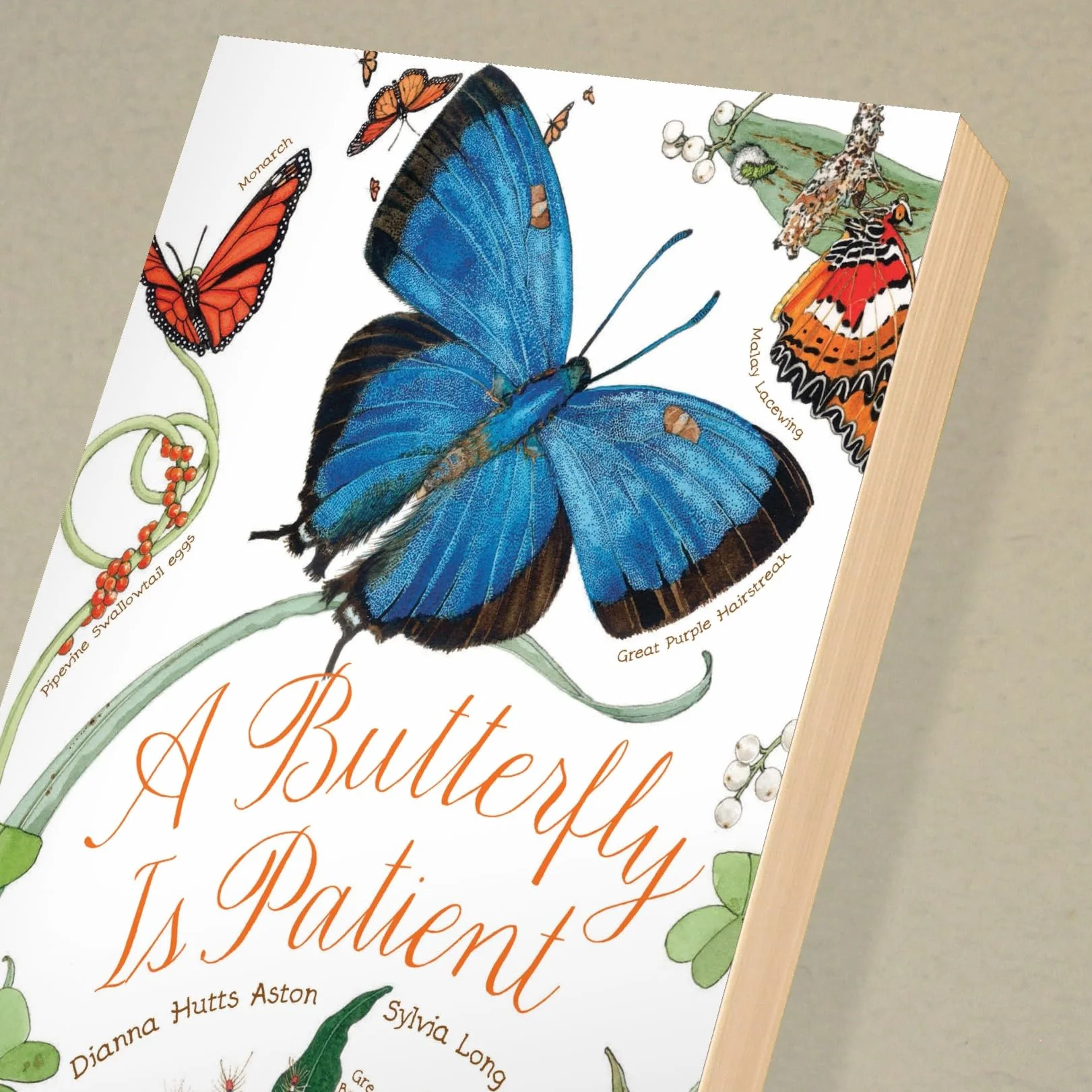 A Butterfly Is Patient: (Nature Books for Kids, Children's Books Ages 3-5, Award Winning Children's Books) (Sylvia Long)